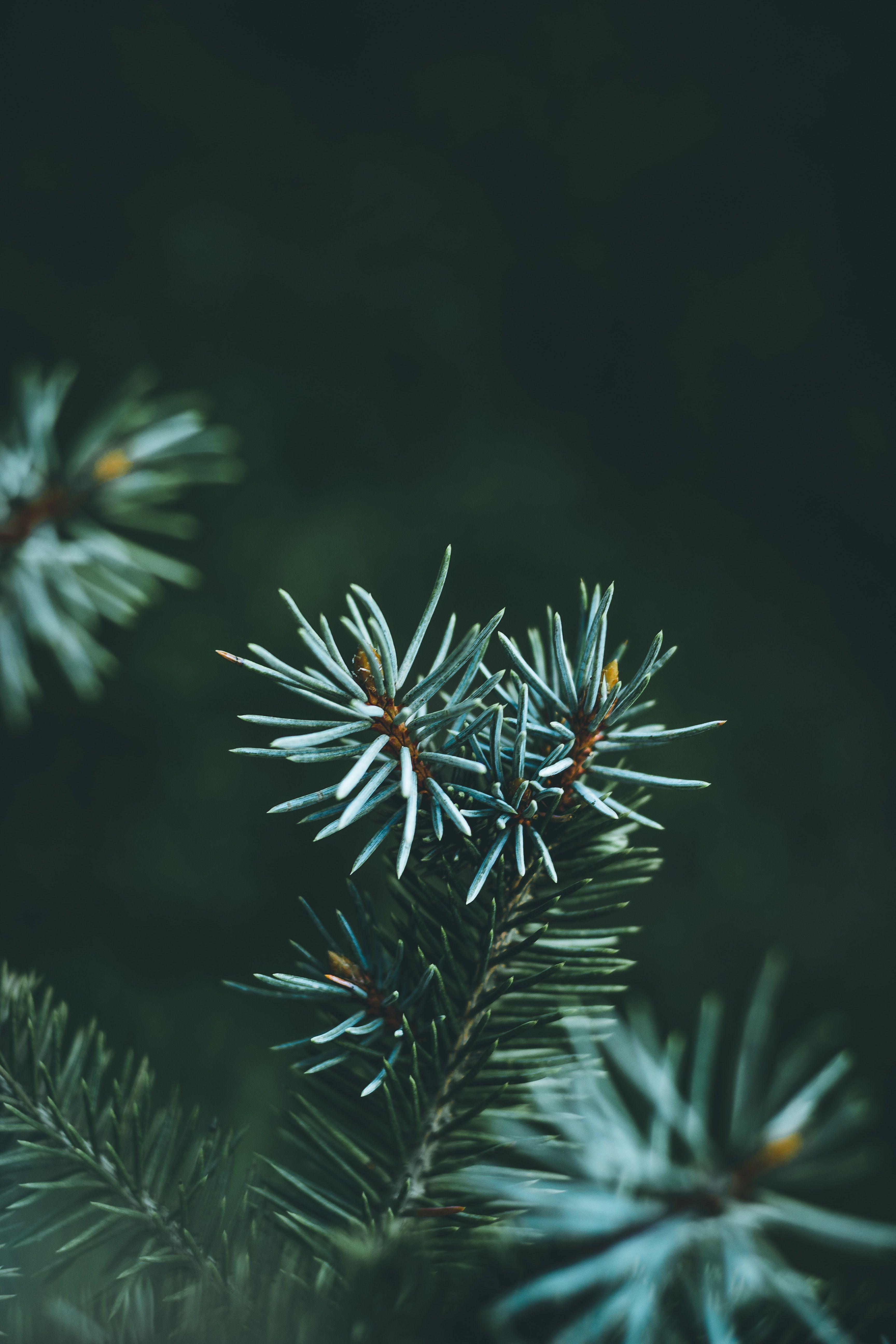 3456x5184 Download wallpaper 3456x5184 pine, branch, macro, needles, green HD background