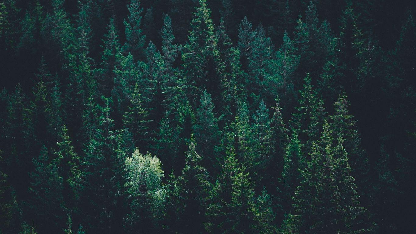 1366x768 Forest Laptop Wallpaper