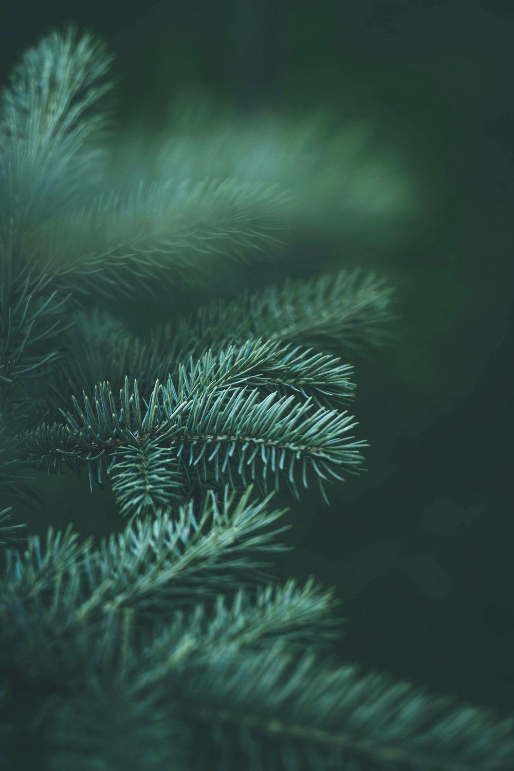 1000x1500 Pine Branch Picture. Download Free Image