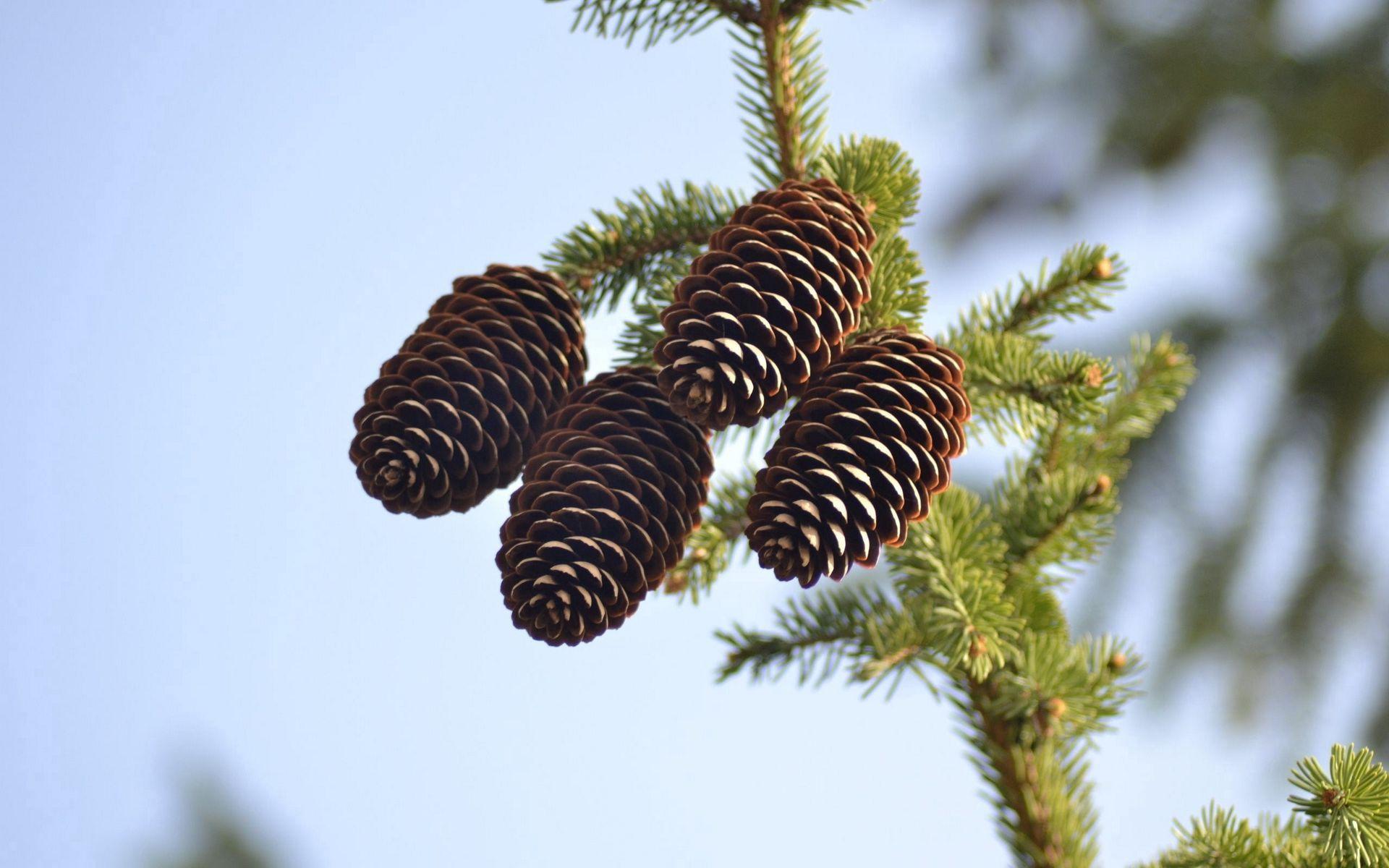 1920x1200 Download wallpaper 1920x1200 spruce, pine cones, pine, branch widescreen 16:10 HD background
