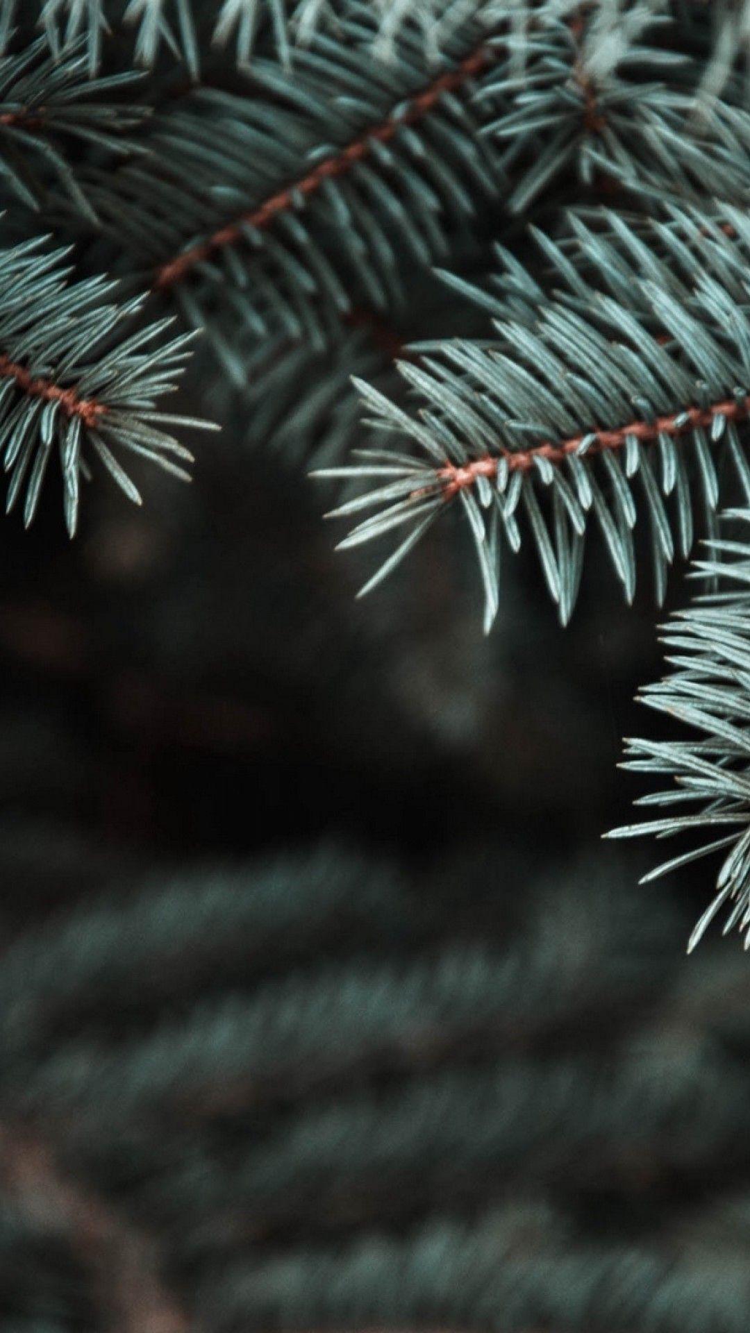 1080x1920 Pine tree needles HD Wallpaper iPhone 6 / 6S Plus
