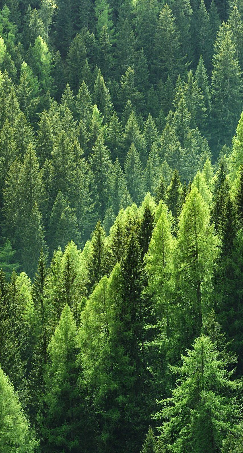 854x1590 Pine Tree Forest Wallpaper