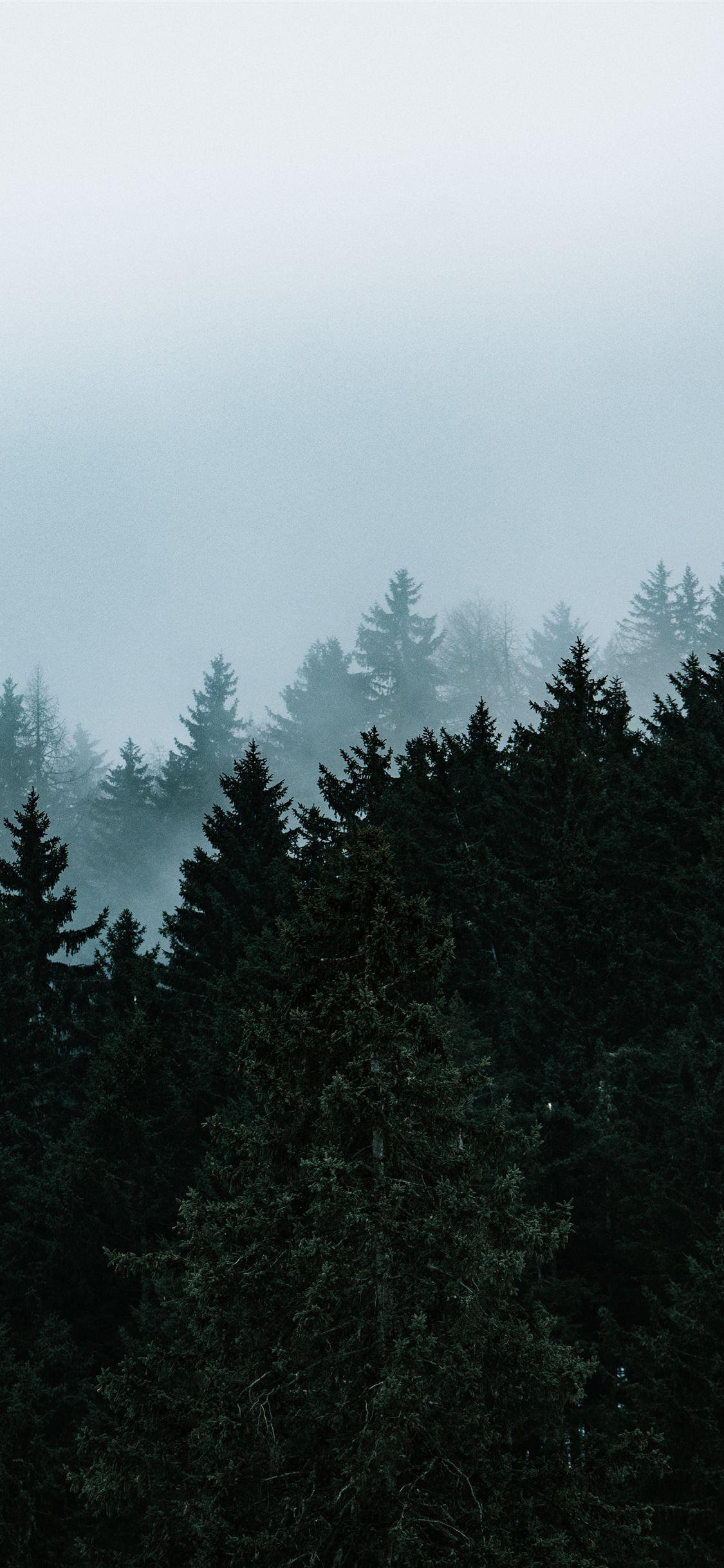 1125x2436 green pine trees under white sky #tree #nature #grey #iPhoneXWallpaper. iPhone wallpaper sky, Mkbhd wallpaper, Wallpaper iphone love