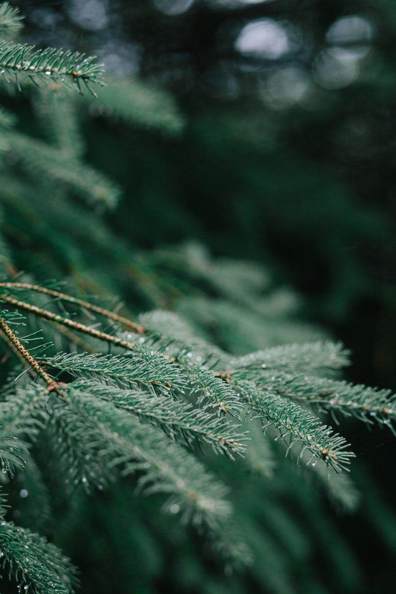 800x1200 A blurred macro shot of branches on a pine tree. Photo, Christmas wallpaper, Aesthetic wallpaper