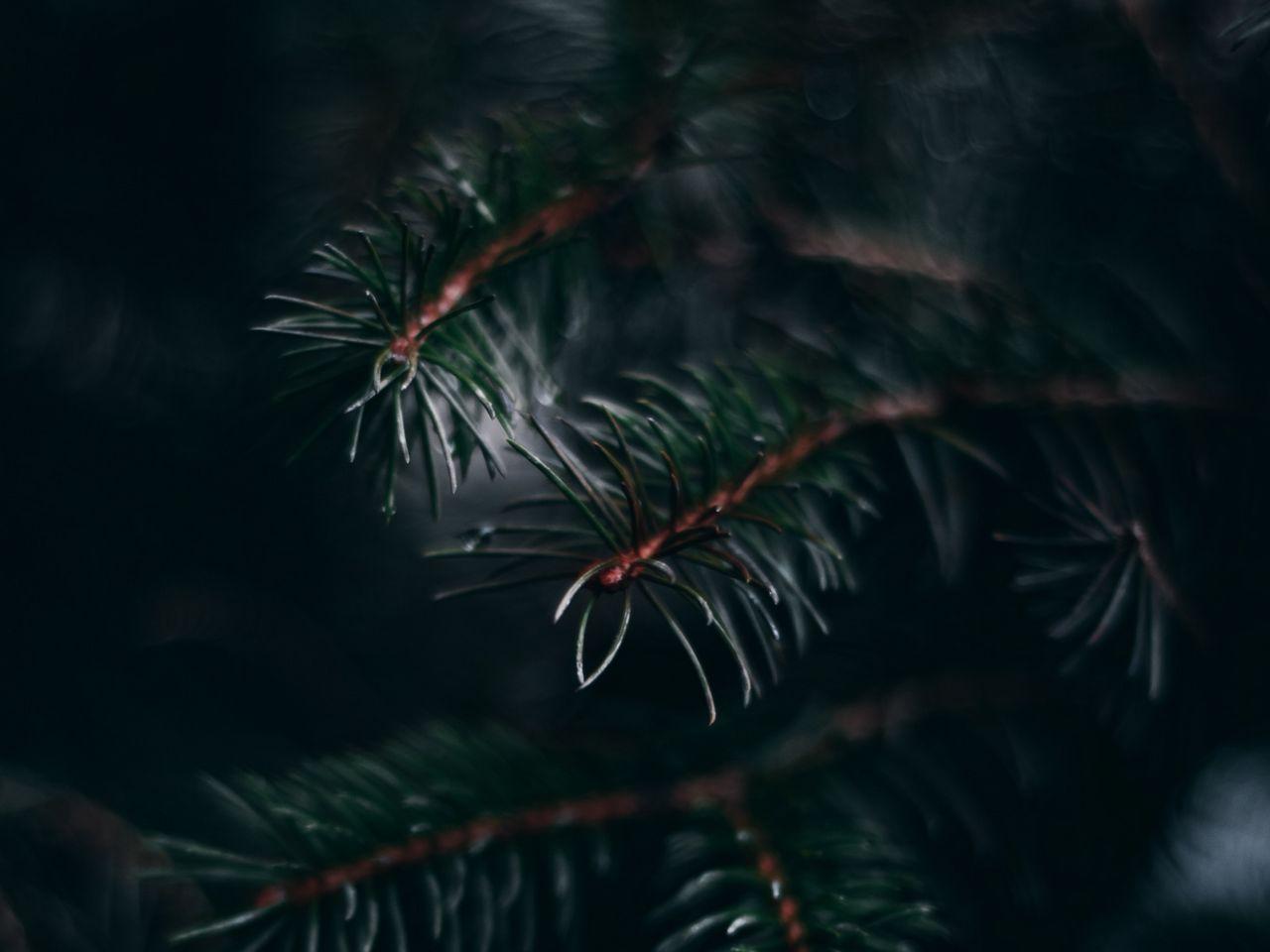 1280x960 Download wallpaper 1280x960 pine, branch, needles, macro, plant, green standard 4:3 HD background