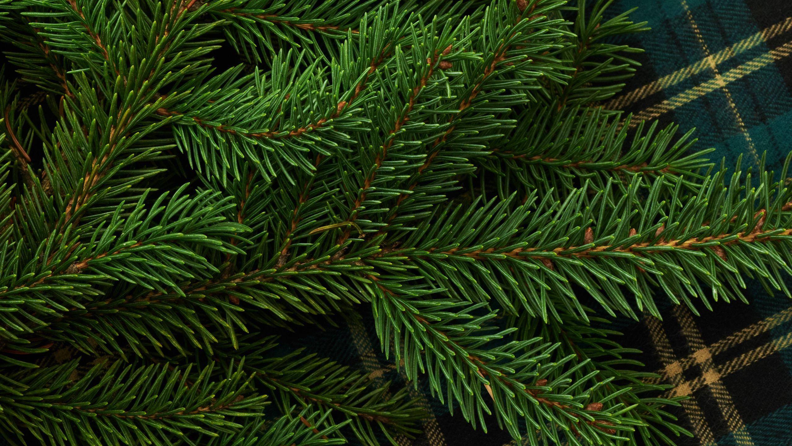 2560x1440 Download wallpaper 2560x1440 pine, branch, needles, green widescreen 16:9 HD background