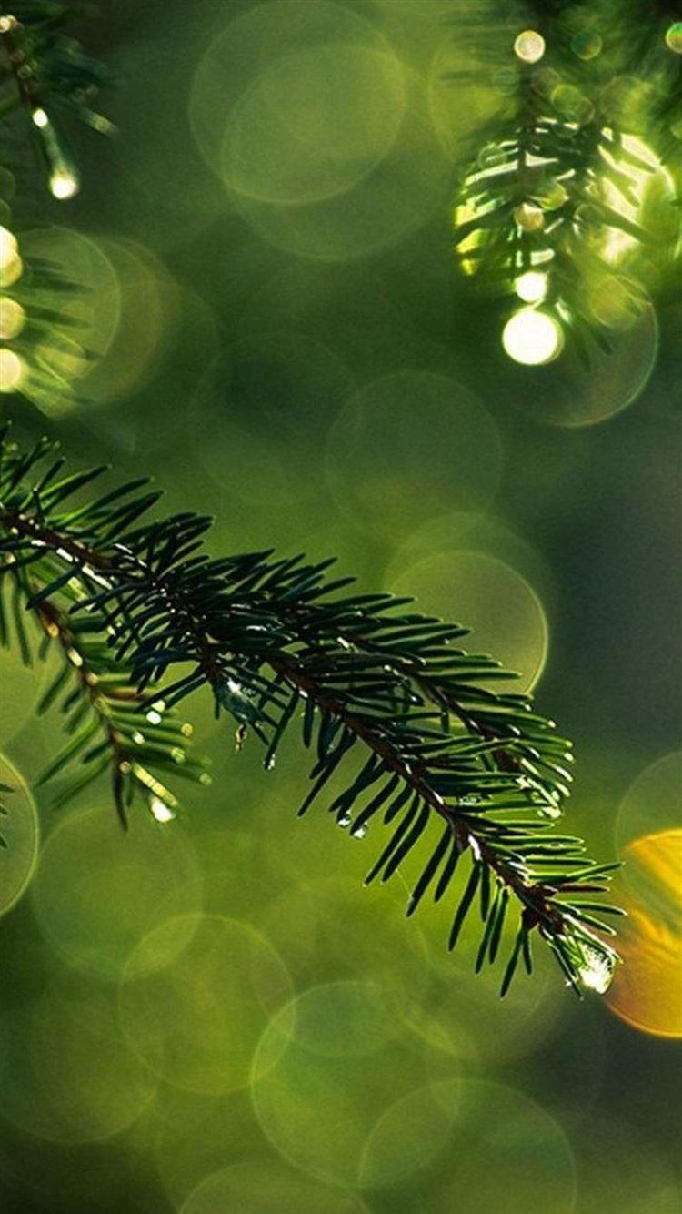 750x1334 Nature Dew Pine Tree Leaf Branch Blur iPhone 8 Wallpaper Free Download