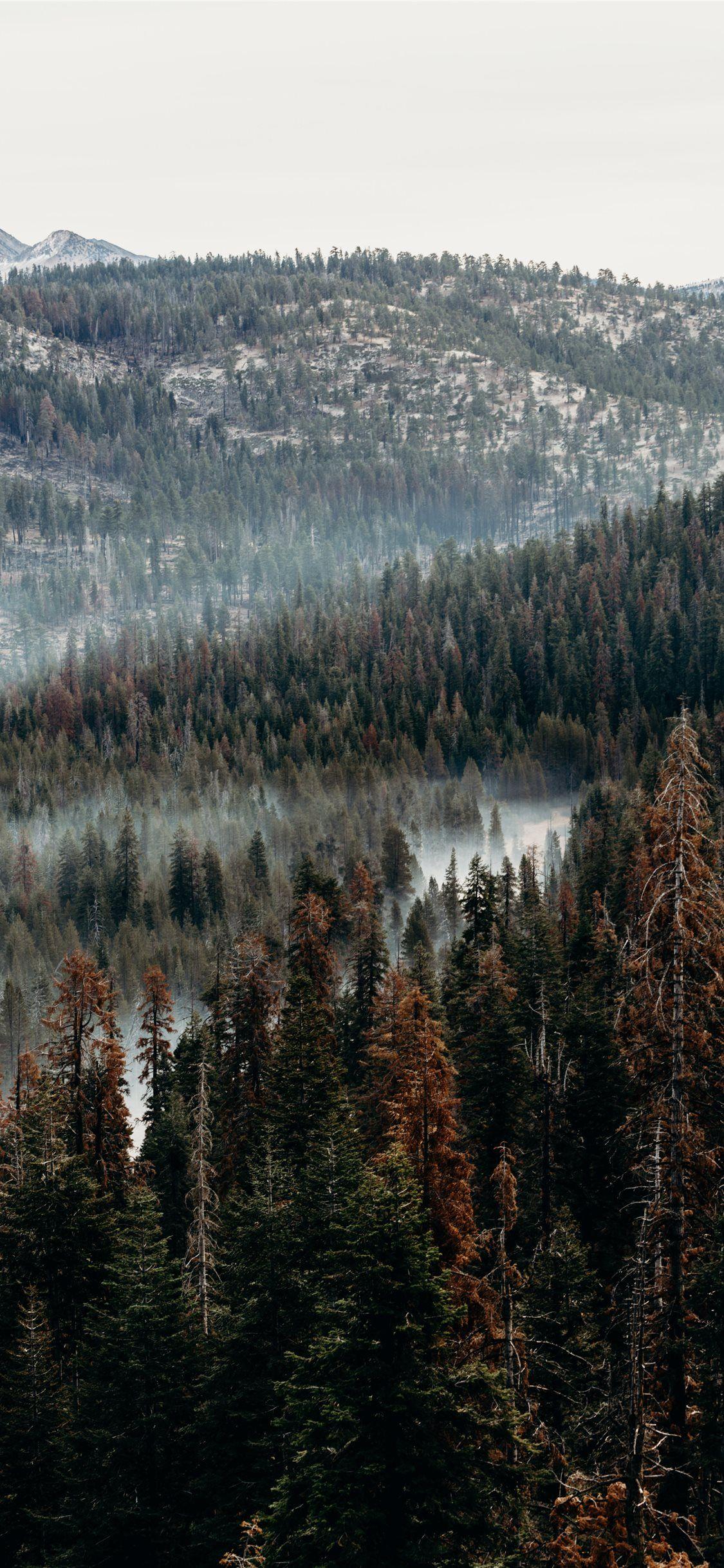 1125x2436 aerial view of pine trees iPhone X Wallpaper Free Download