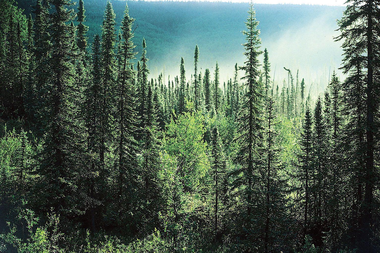 1533x1021 Pine Trees Wallpaper