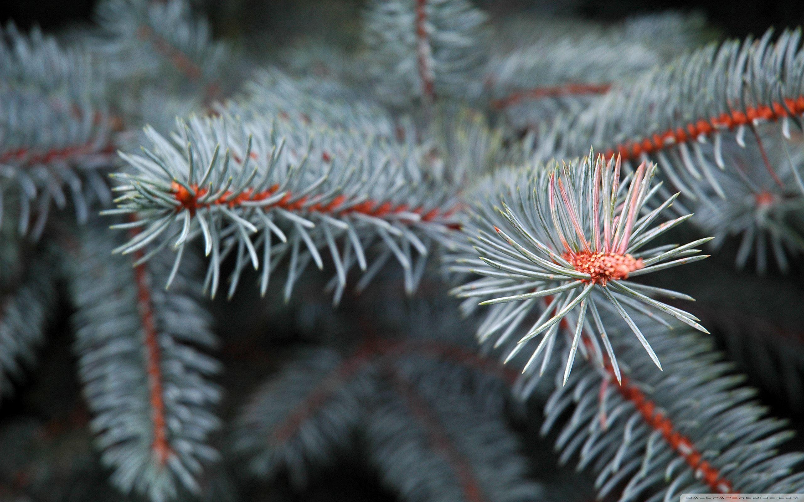 2560x1600 Pine Branch Ultra HD Desktop Background Wallpaper for 4K UHD TV : Widescreen & UltraWide Desktop & Laptop : Tablet