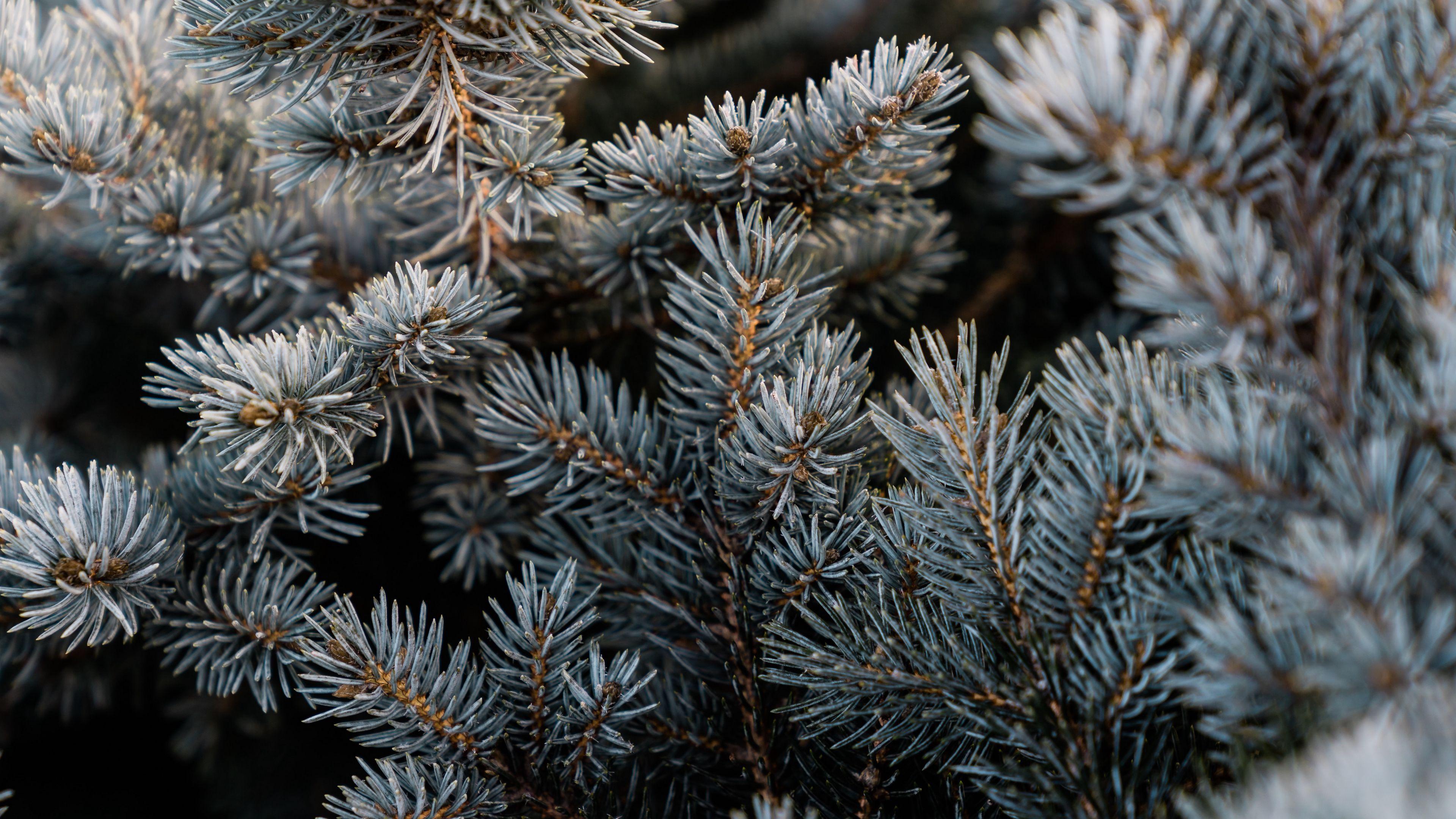 3840x2160 Download wallpaper 3840x2160 pine, branch, macro, needles 4k uhd 16:9 HD background