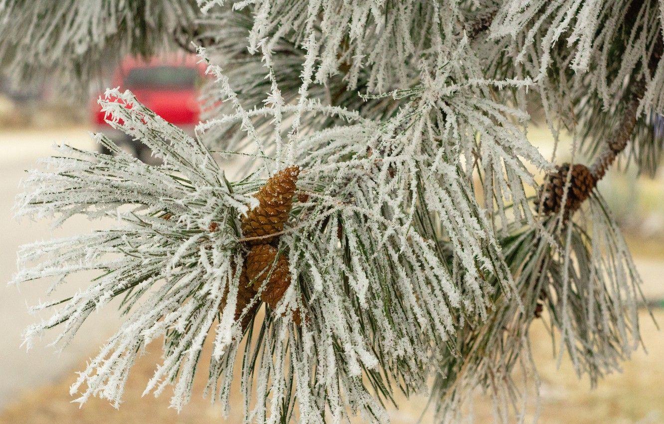 1332x850 Wallpaper cold, winter, frost, tree, new year, Christmas, Snow, christmas, Pine, red car, pine branch, pine cone, pine needles, pine cones image for desktop, section природа