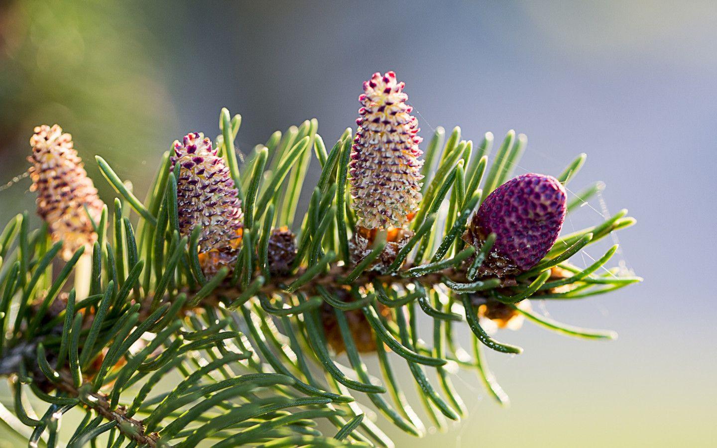 1440x900 Download wallpaper: Pine branch 1440x900