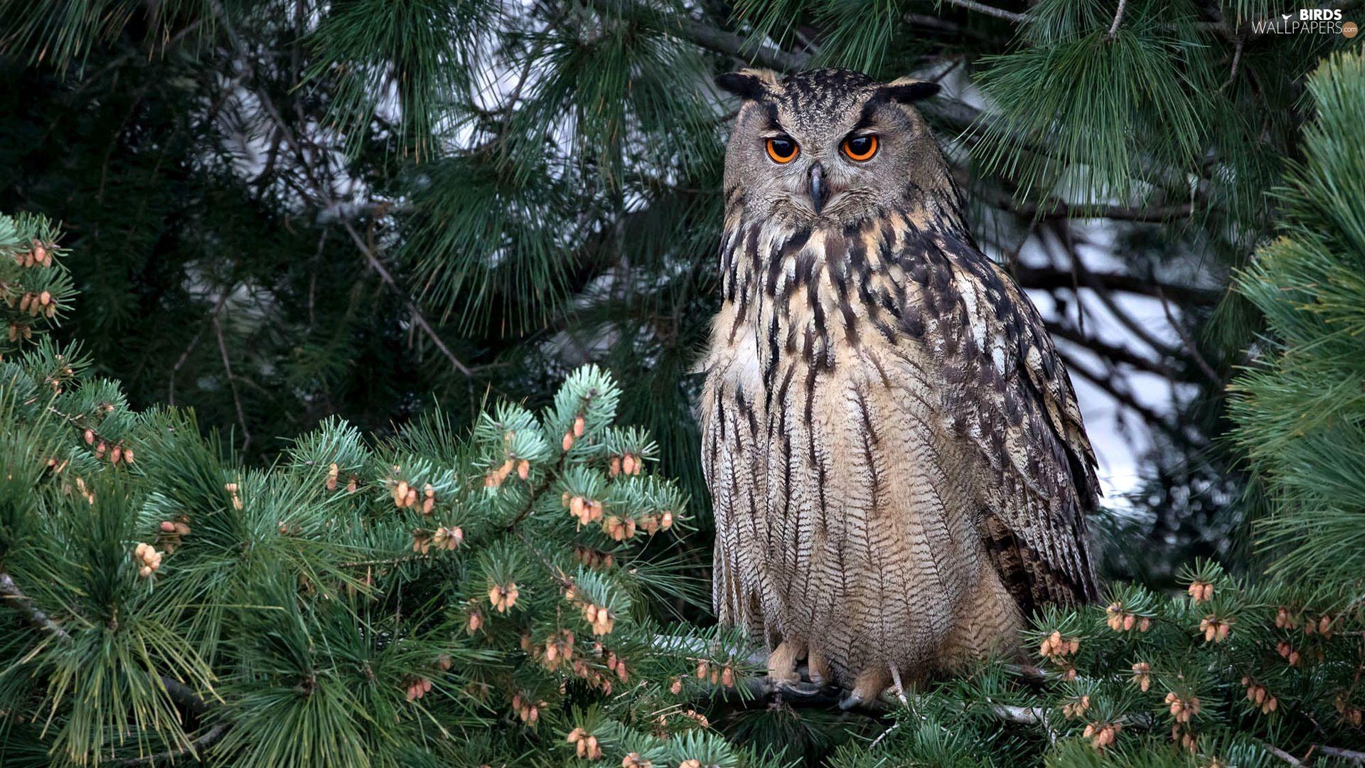 1920x1080 Owl, Pine, Branch Pics, Eurasian Eagle Owl Wallpaper: 1920x1080