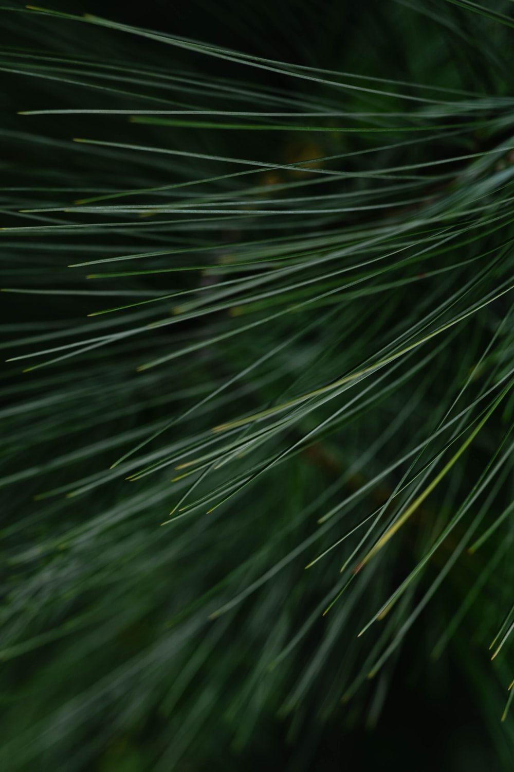 1000x1500 Pine Wood Picture. Download Free Image