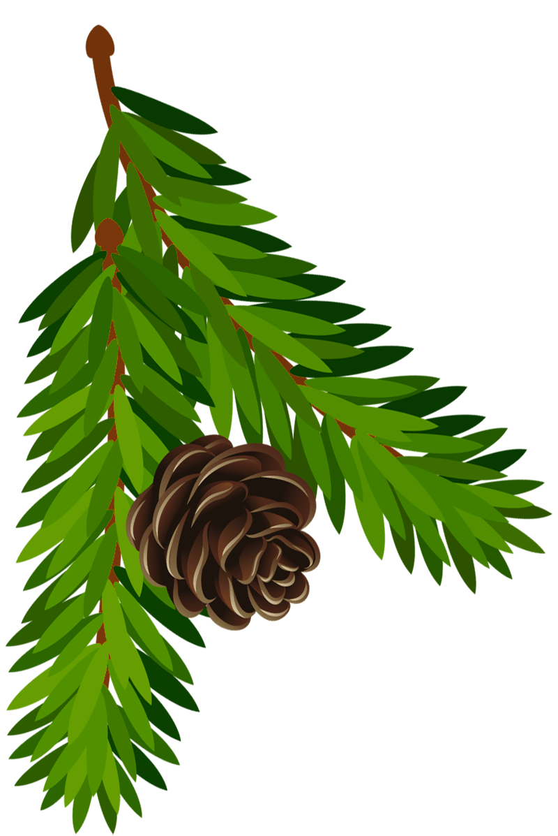 800x1197 Transparent Pine Branch with Cone PNG Artu200b Gallery Yopriceville. Clip art, Window art, Art wallpaper