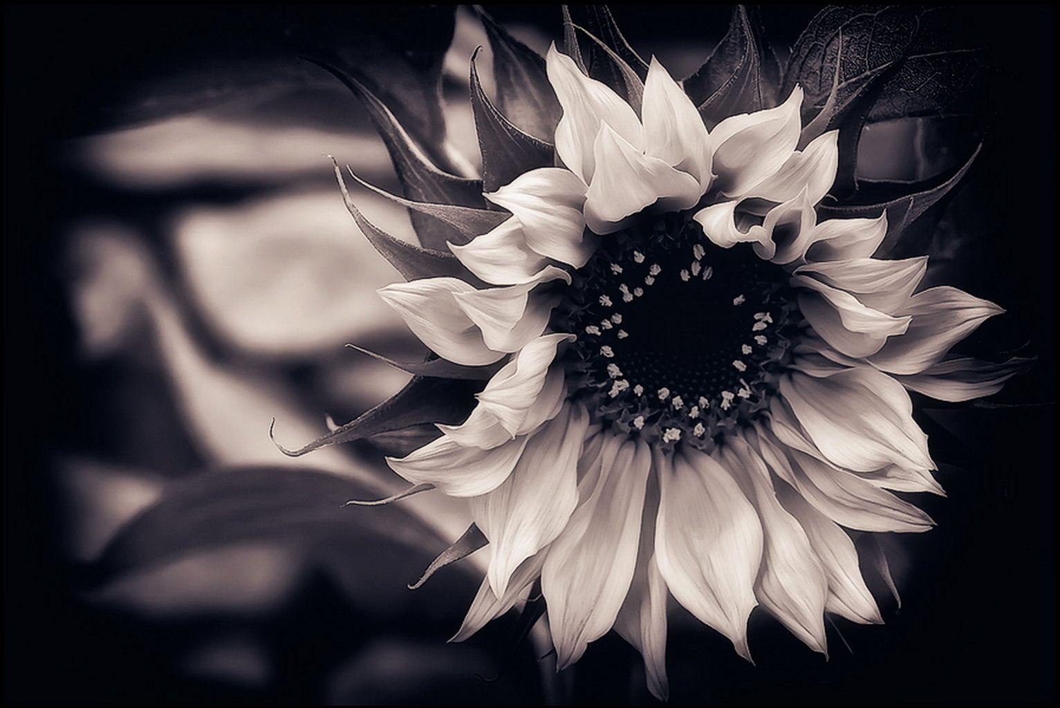 1533x1024 Free download Download Wallpaper Sunflower Black And White Background [1533x1024] for your Desktop, Mobile & Tablet. Explore Free Black And White Background. Free Black And White Wallpaper, Black White Background Wallpaper