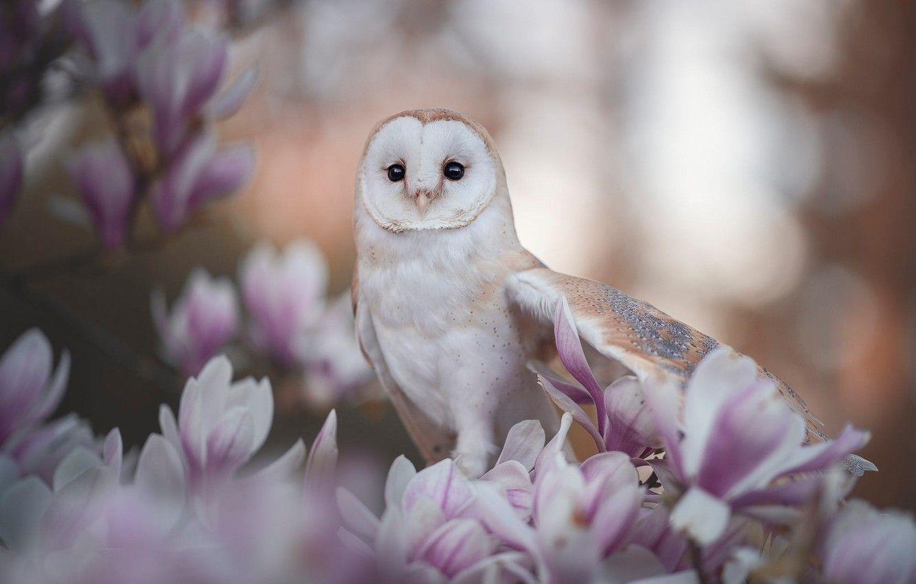1332x850 Wallpaper look, flowers, branches, owl, bird, portrait, spring, pink, flowering, bokeh, the barn owl, Magnolia image for desktop, section животные