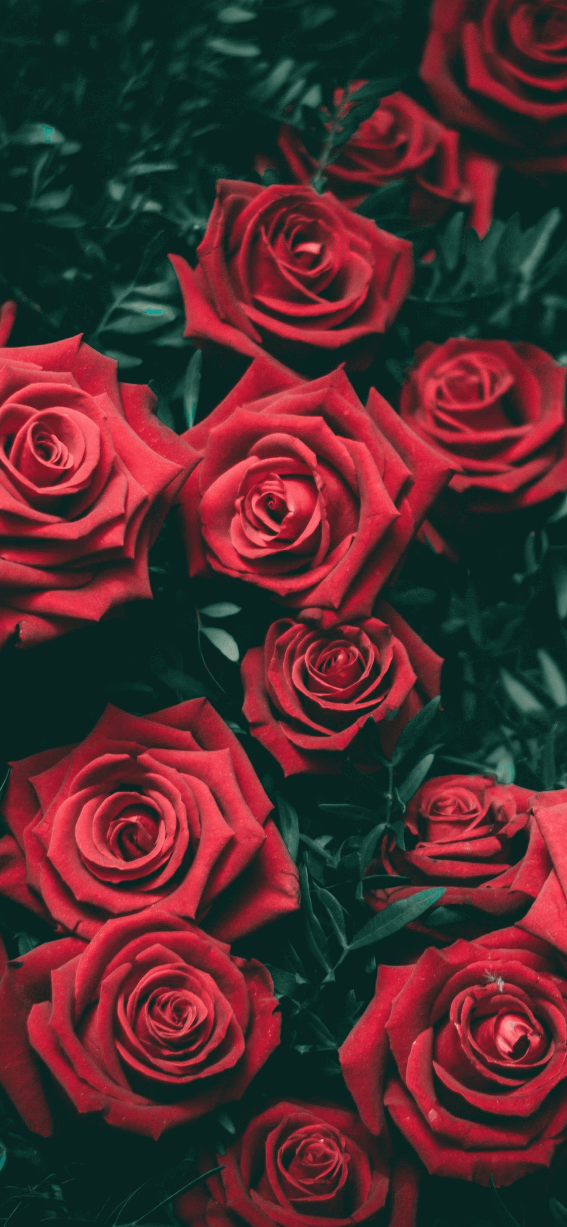 1125x2436 Free download Dark Flower Aesthetic Wallpaper Top Dark Flower Aesthetic [1440x2880] for your Desktop, Mobile & Tablet. Explore Goth Aesthetic Wallpaper. Goth Aesthetic Wallpaper, Goth Background, Goth Wallpaper