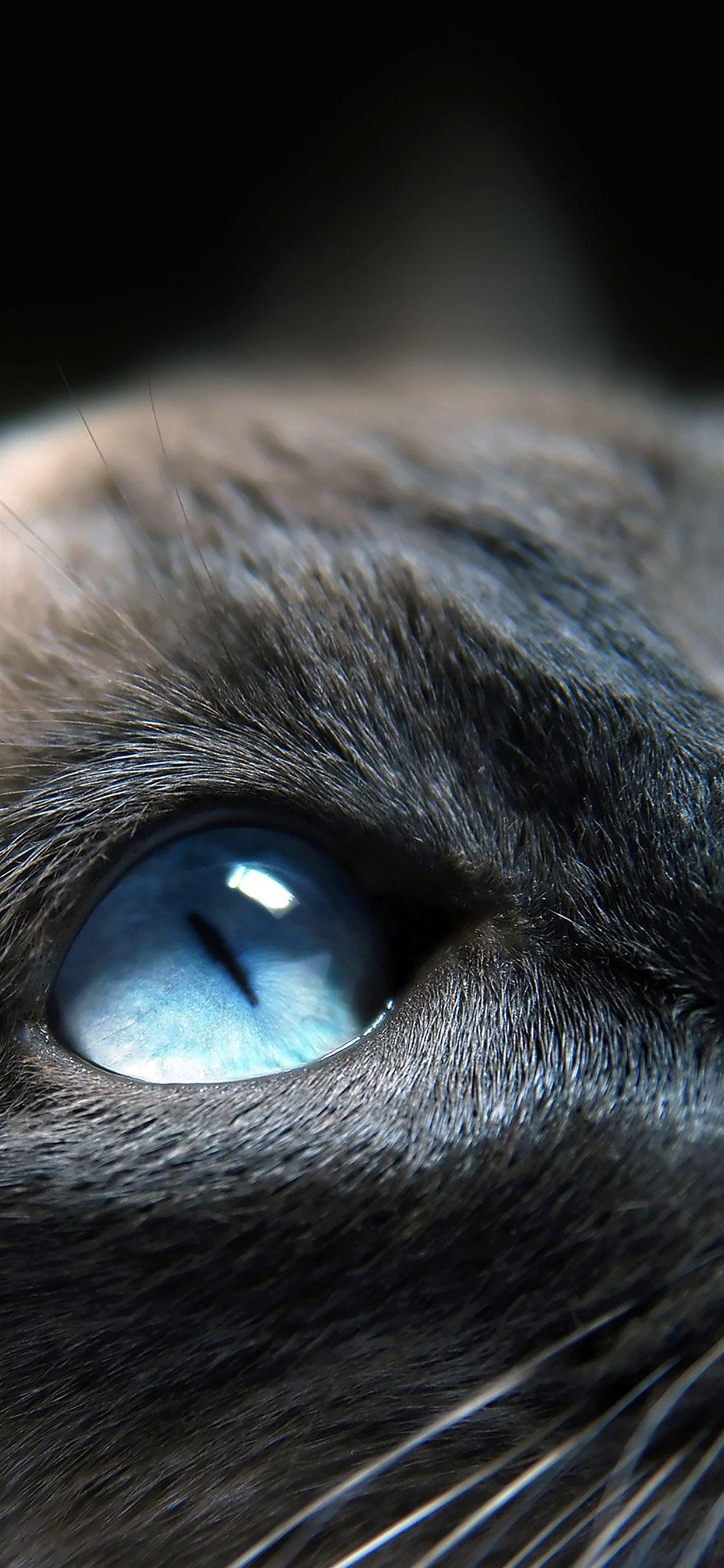 1242x2688 Cats blue eye cute iPhone X Wallpaper Free Download