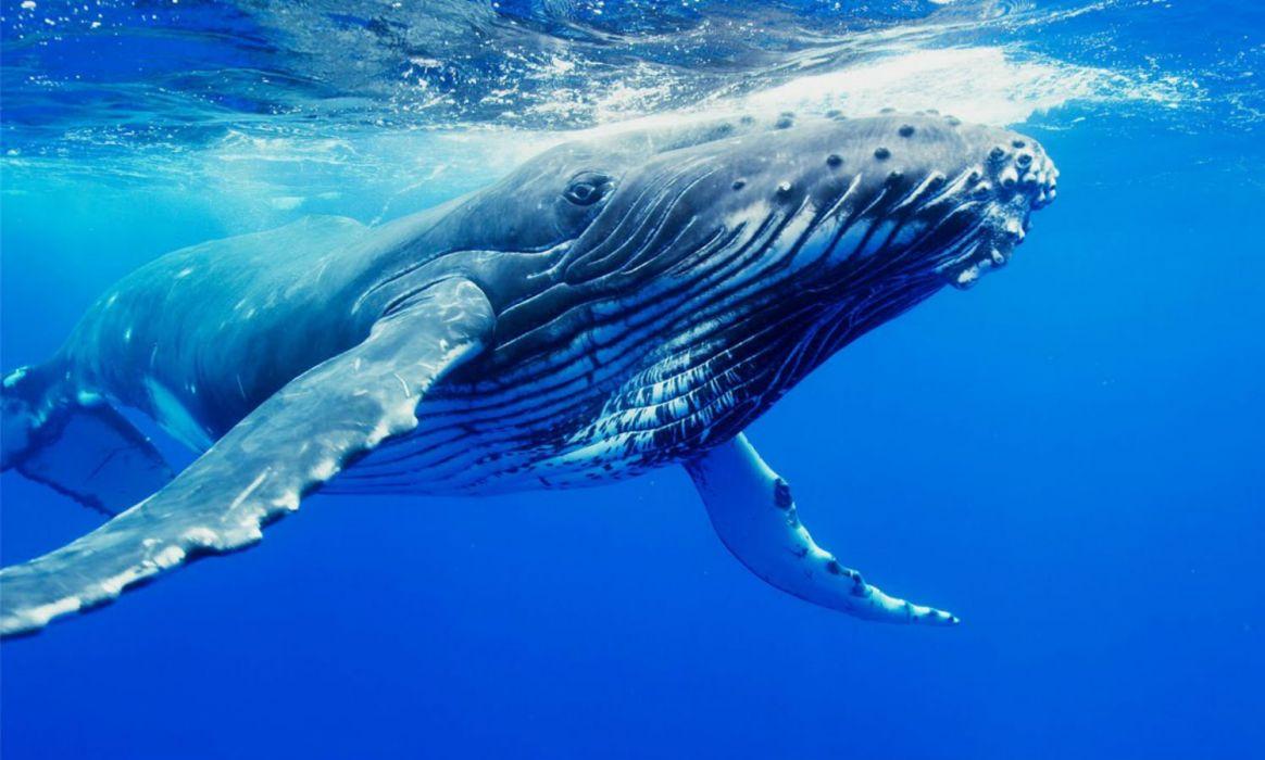 Ocean Whale Wallpapers - Top Free Ocean Whale Backgrounds - WallpaperAccess