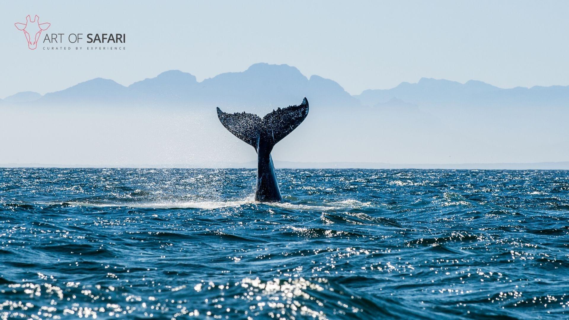 1920x1080 A humpback whale fluking in the ocean. Art Of Safari