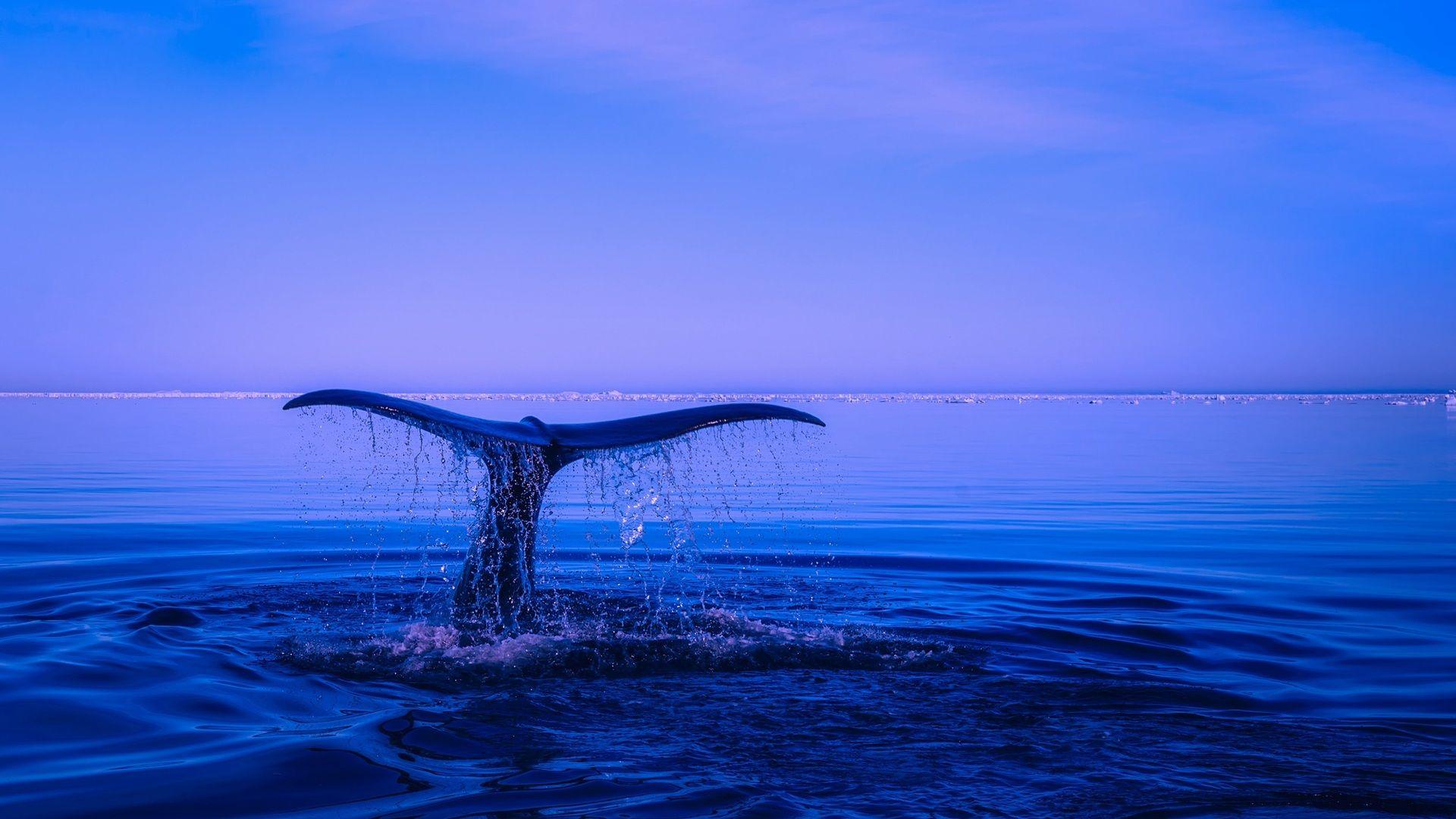 1920x1080 Humpback Whale Tail Ocean Laptop Full HD 1080P HD 4k Wallpaper, Image, Background, Photo and Picture
