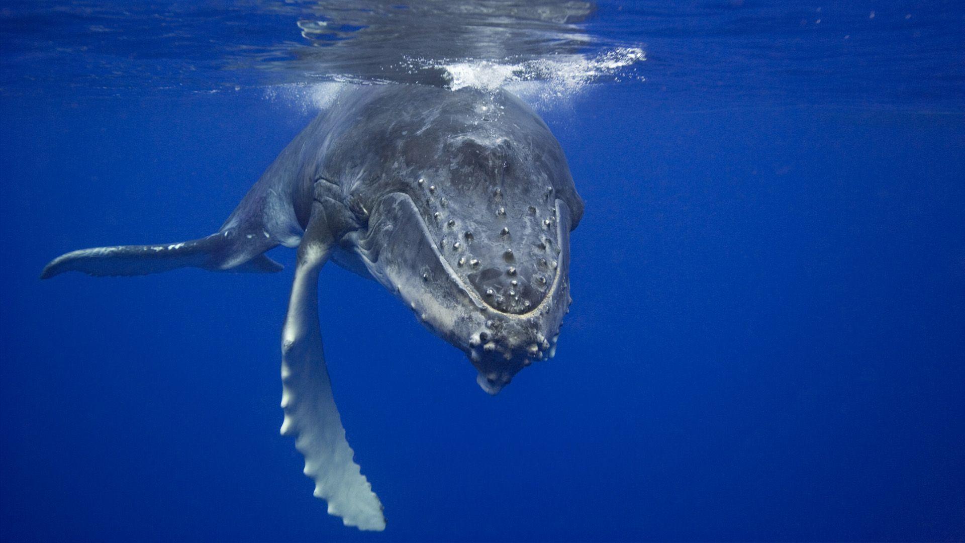 1920x1080 ocean, nature, whales, underwater, humpback whale wallpaper