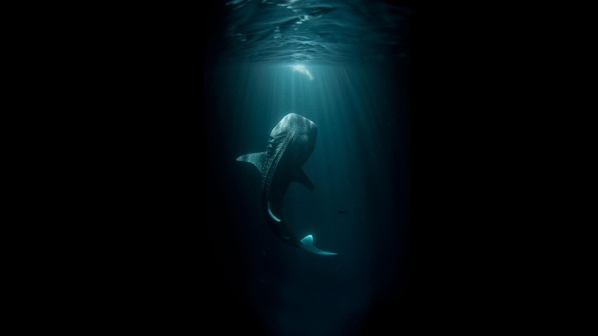 1920x1080 Cool Whale Wallpaper