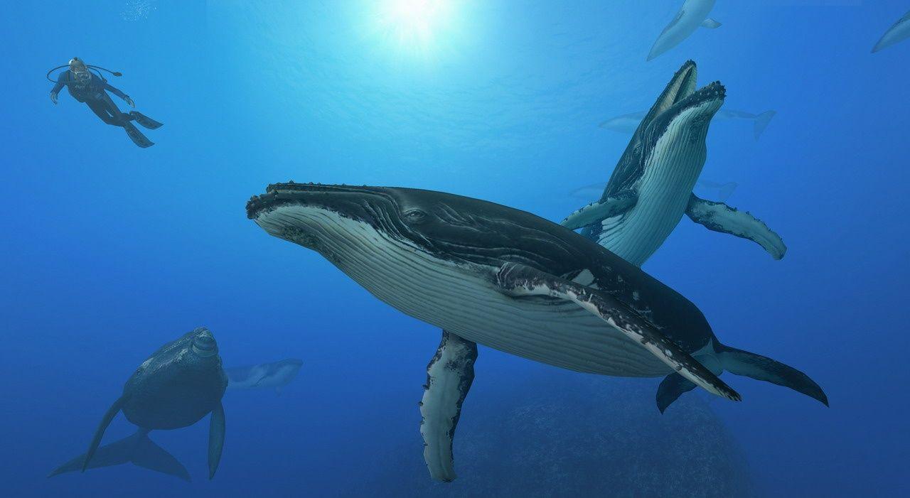 1280x701 Free download Endless Ocean 2 Whales Wallpaper Desktop Whales Whales Whales [1280x701] for your Desktop, Mobile & Tablet. Explore Whale Wallpaper for Desktop. Humpback Whale Wallpaper, Whale Wallpaper for