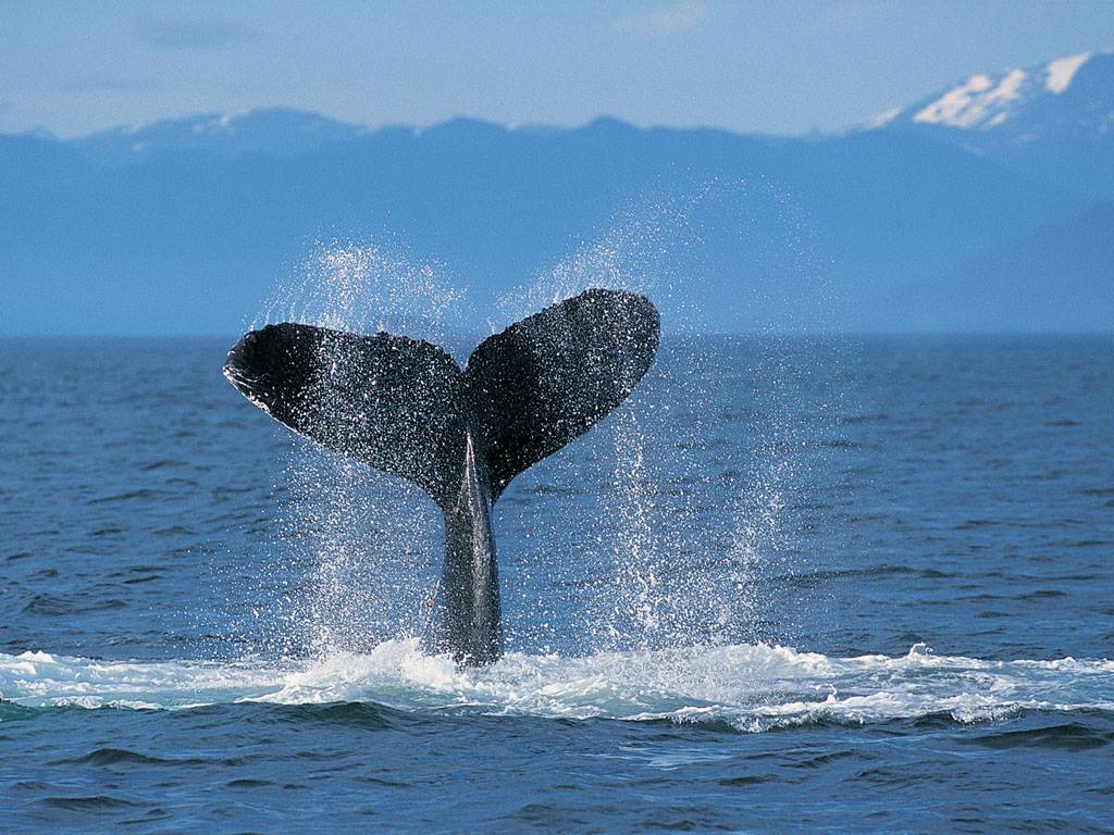 1024x768 Humpback Whale Wallpaper