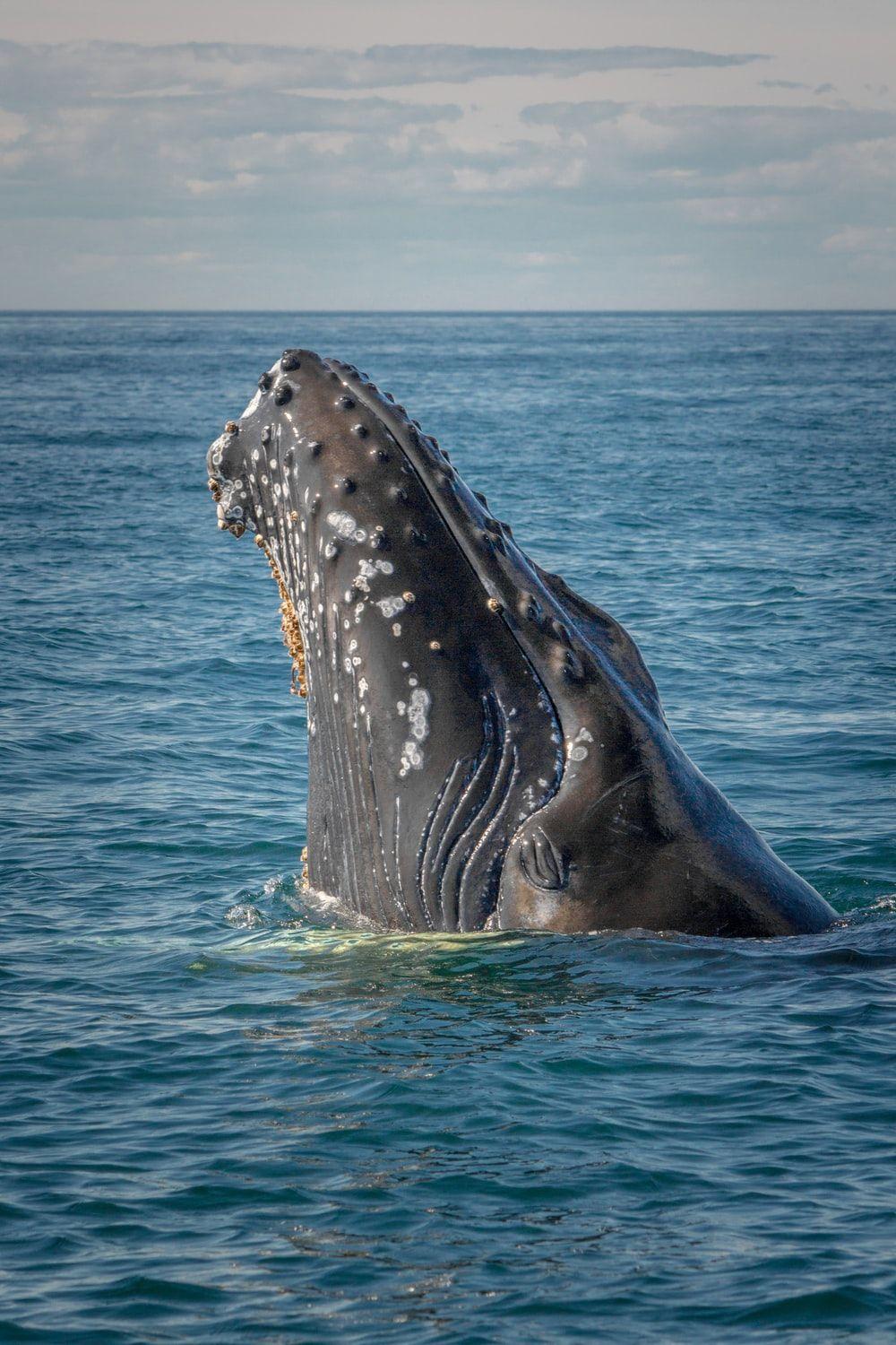 1000x1500 Whale Picture. Download Free Image