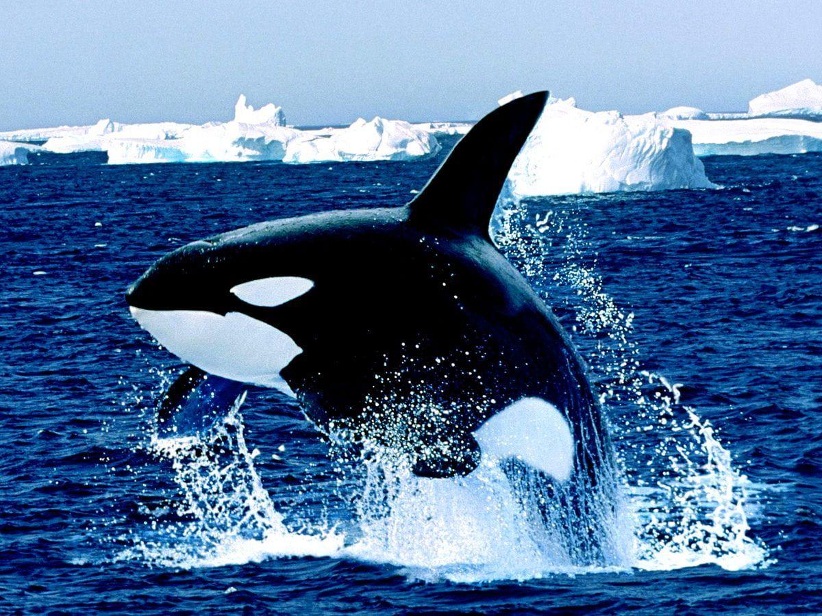 1200x900 Killer Whale, Ocean, Animals wallpaper. TOP Free Download background