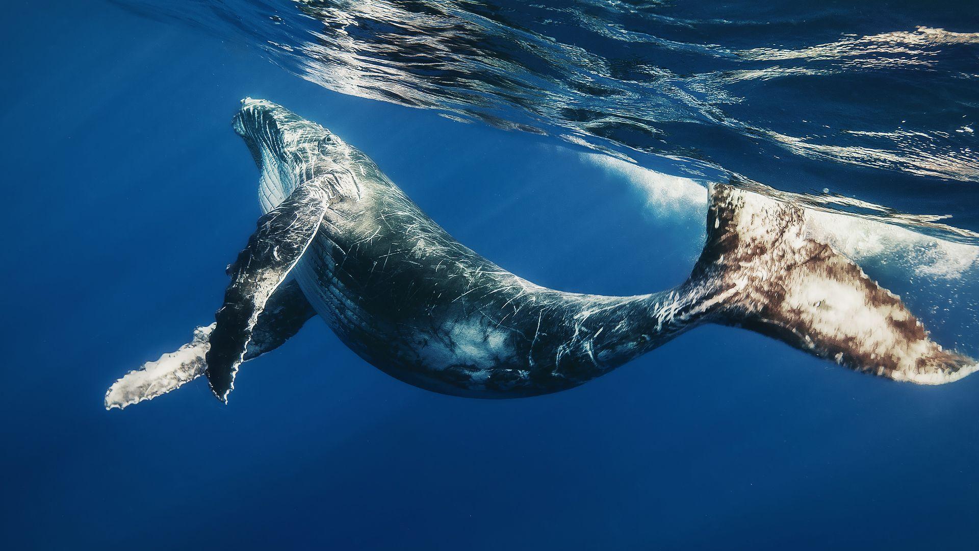 1920x1080 Humpback Whale, Ocean, Whale HD Wallpaper & Background • 39306 • Wallur