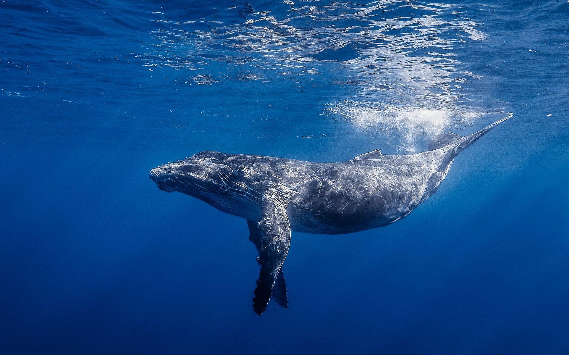 1920x1200 The blue whale is the largest animal on the planet, weighing as much as 200 tons (approximately 33 elephants). The blue wha. Whale picture, Whale, Humpback whale
