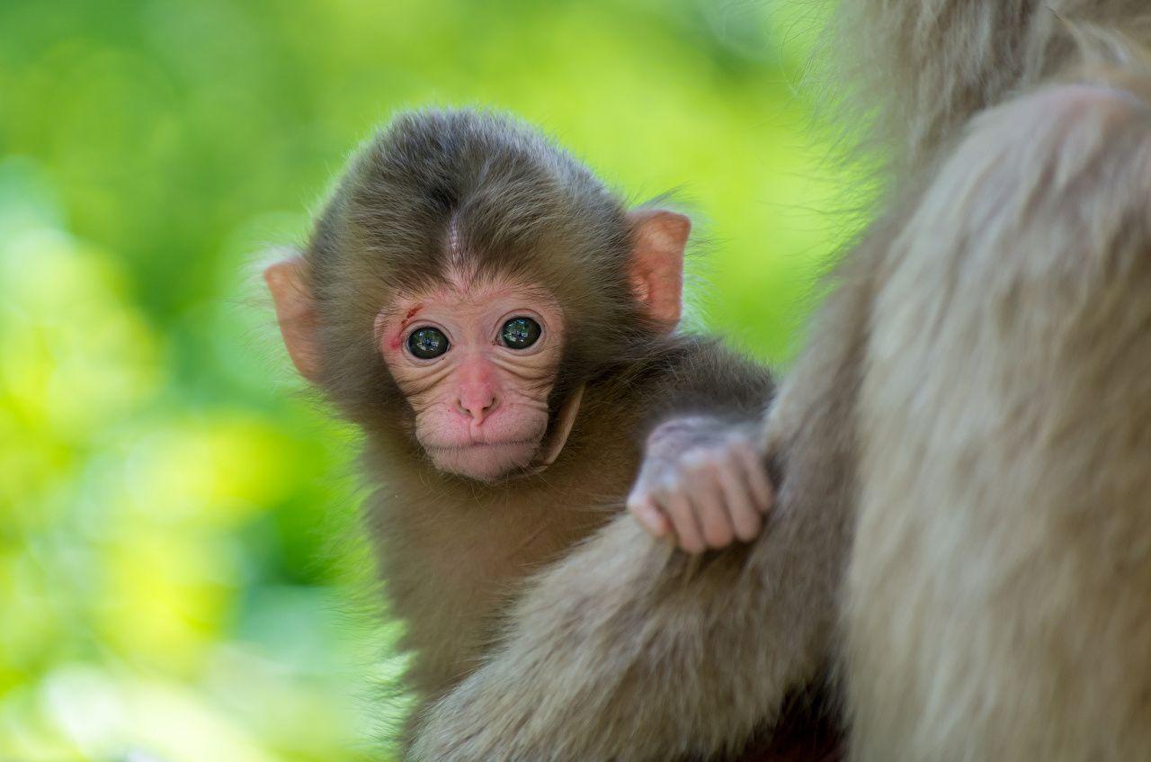 1280x847 1280x847 monkey desktop wallpaper
