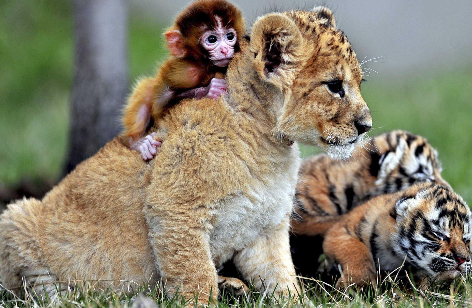 1920x1251 Best Friends Lion Cub And Baby Monkey Wallpaper