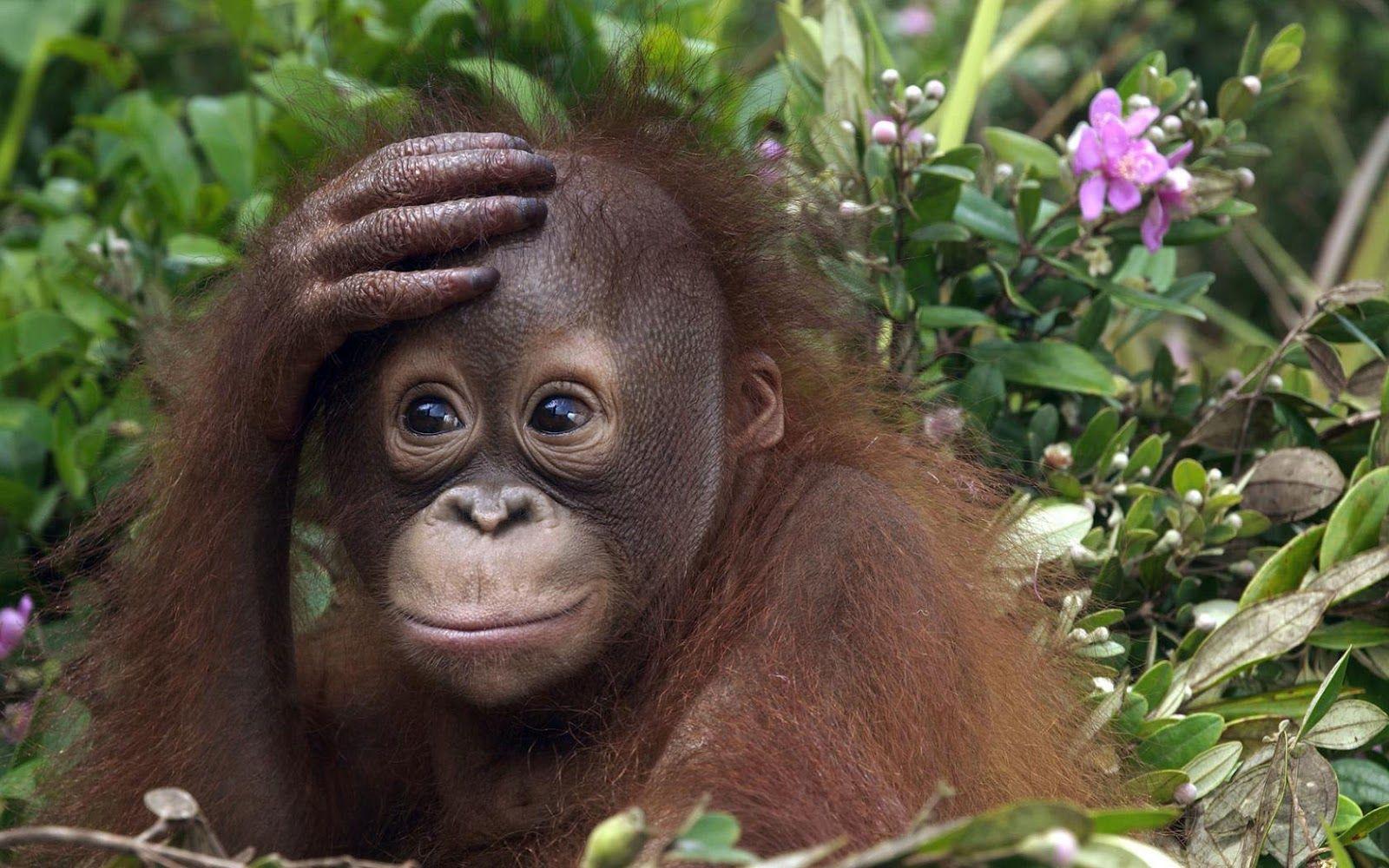 1600x1000 Cute Monkey Wallpaper