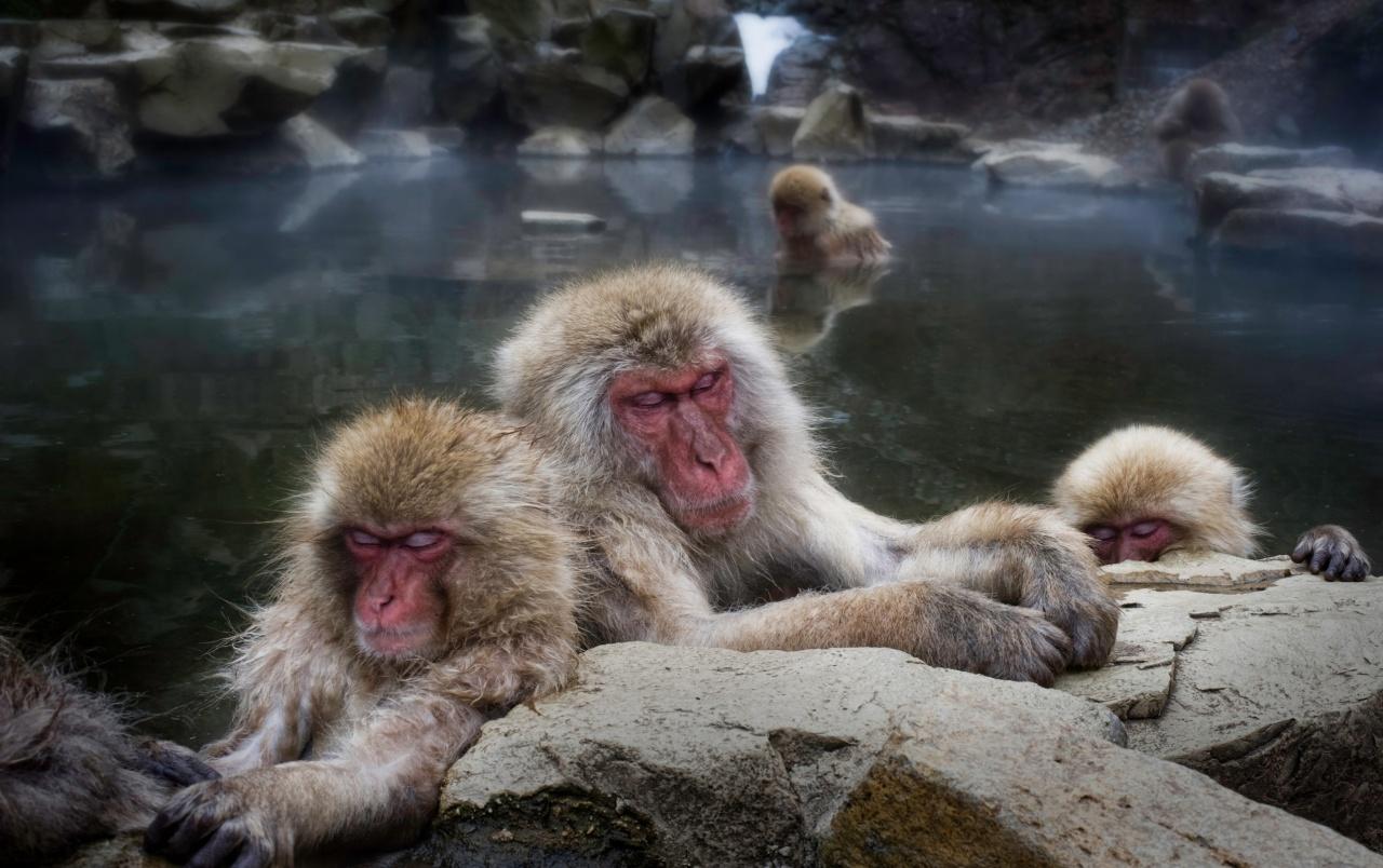 1280x804 Sleeping snow monkeys desktop wallpaper
