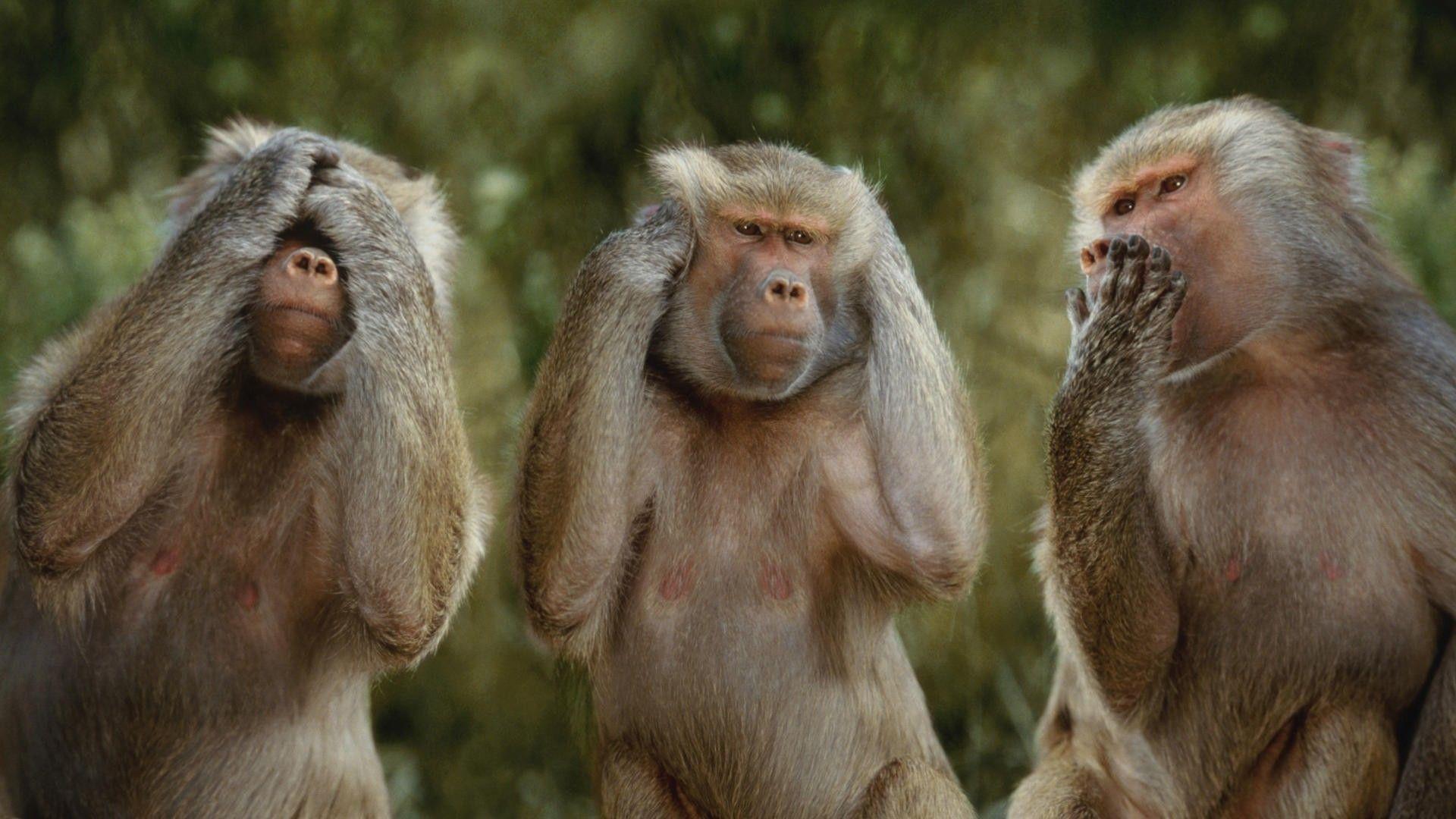 1920x1080 Free download Pics Photo Funny Monkey Wallpaper Desktop Wallpaper [1920x1080] for your Desktop, Mobile & Tablet. Explore Monkey Funny Wallpaper. Wallpaper Of Monkeys, Funny Monkey Wallpaper Desktop, Monkey Wallpaper for Computer