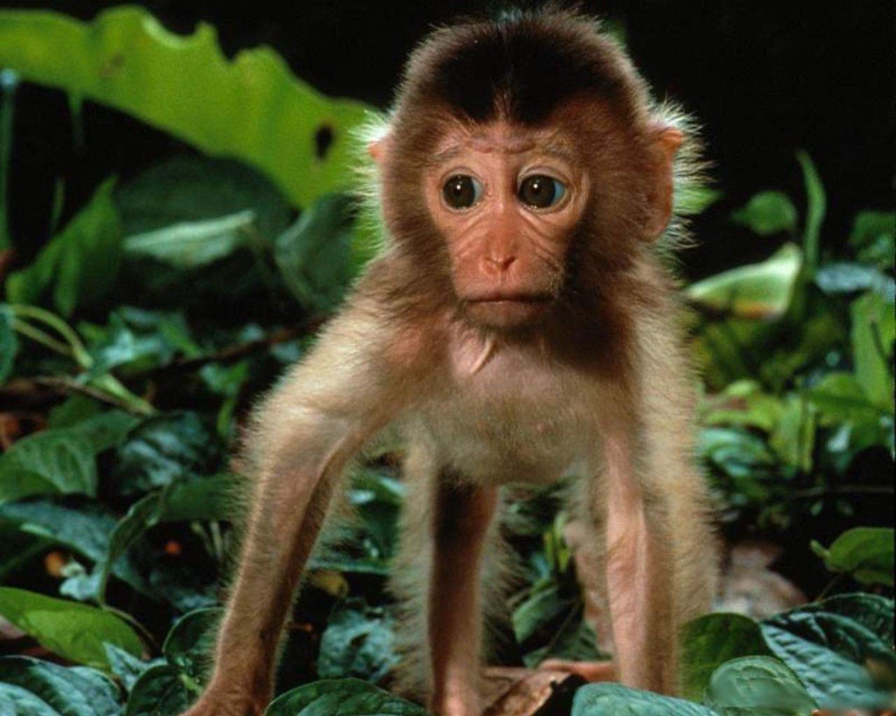 1280x1024 Monkey wallpaper 1280x1024 desktop background