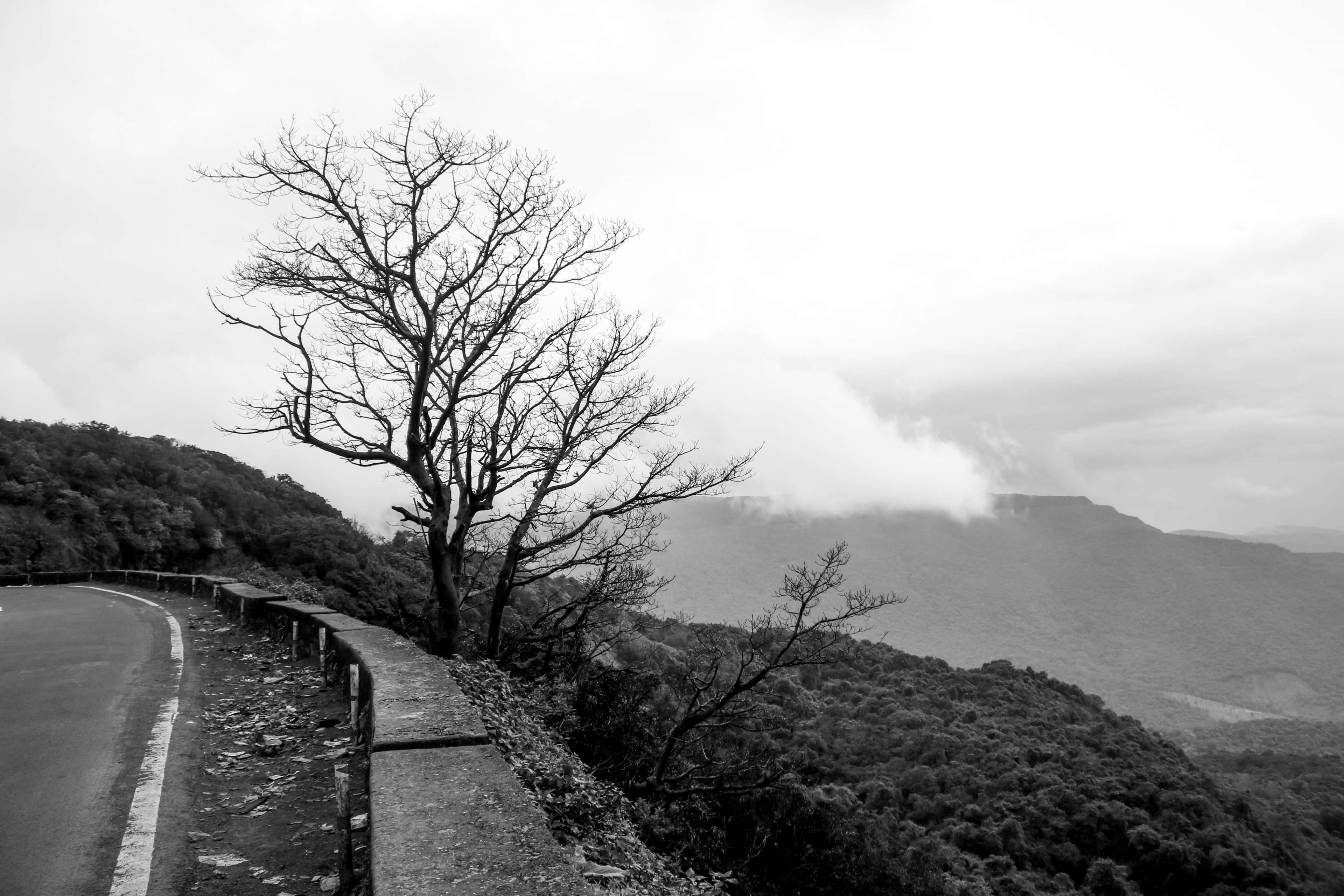 3840x2560 black and white, dark, mothernature, nature, nature wallpaper, tree 4k wallpaper