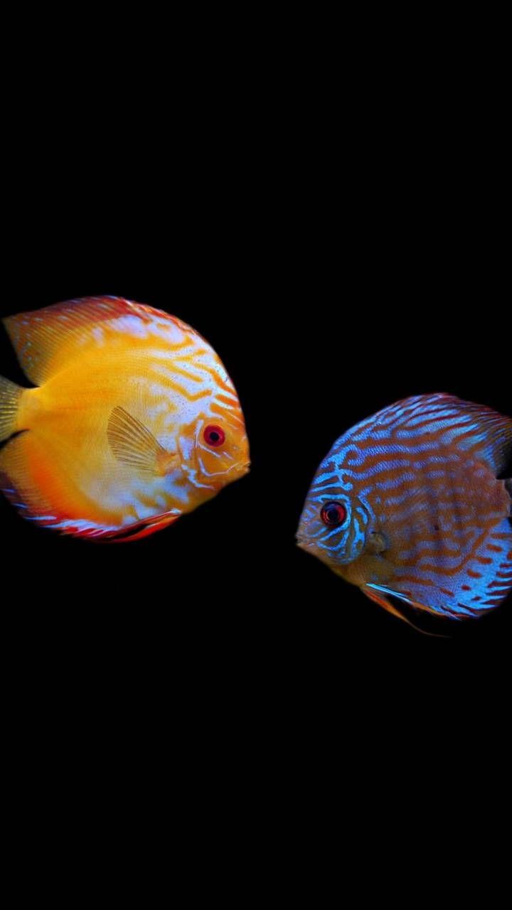 Discus Fish Wallpapers - Top Free Discus Fish Backgrounds - WallpaperAccess