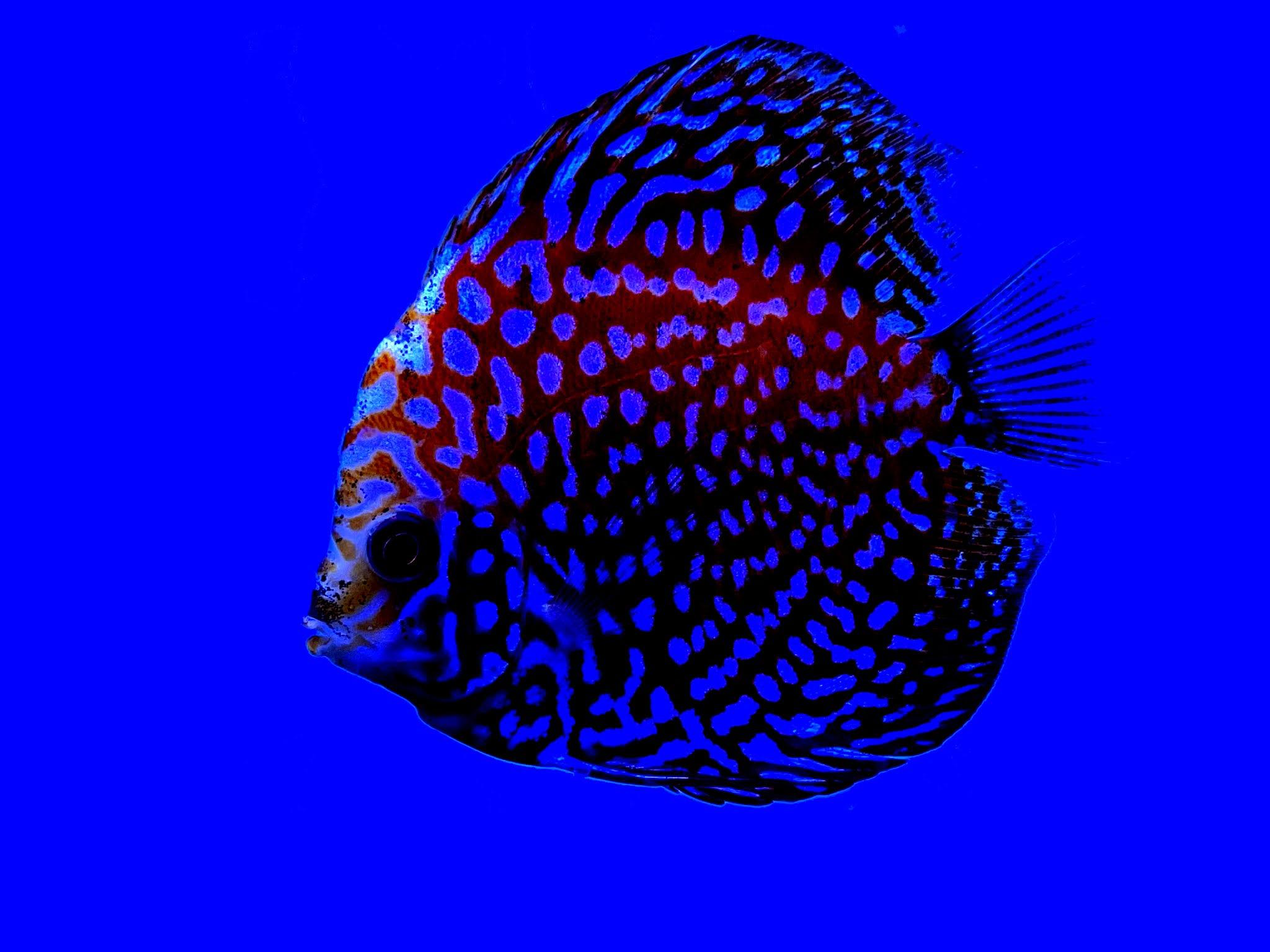 Discus Fish Wallpapers - Top Free Discus Fish Backgrounds - WallpaperAccess