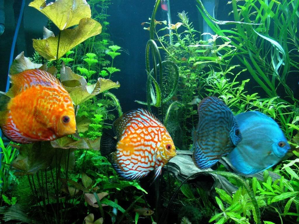 Discus Fish Wallpapers - Top Free Discus Fish Backgrounds - WallpaperAccess