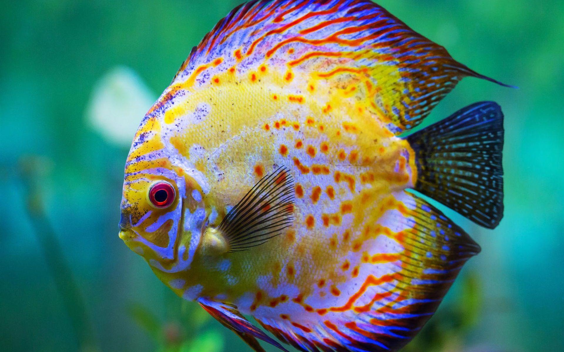 Discus Fish Wallpapers - Top Free Discus Fish Backgrounds - WallpaperAccess