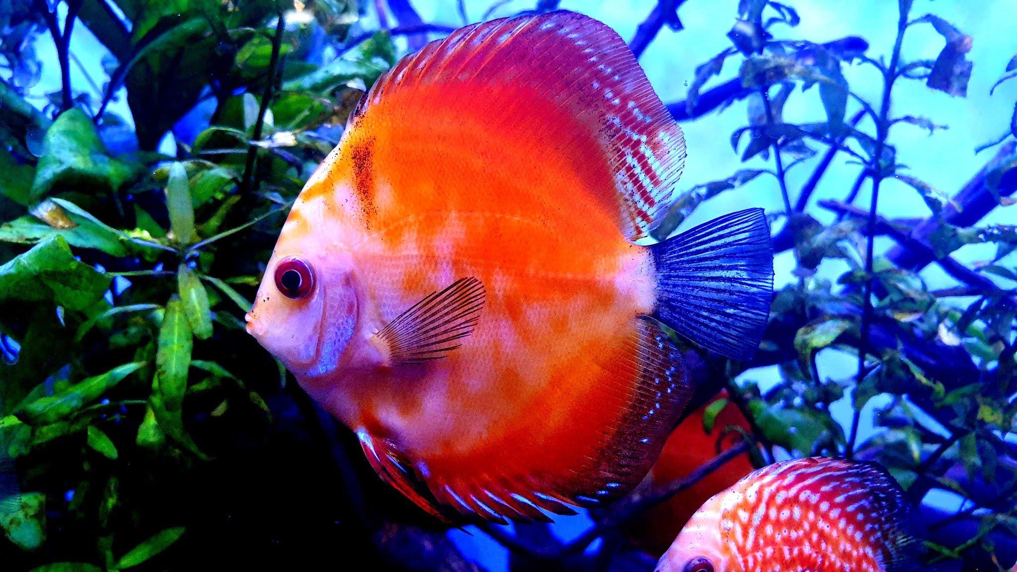 Discus Fish Wallpapers - Top Free Discus Fish Backgrounds - WallpaperAccess