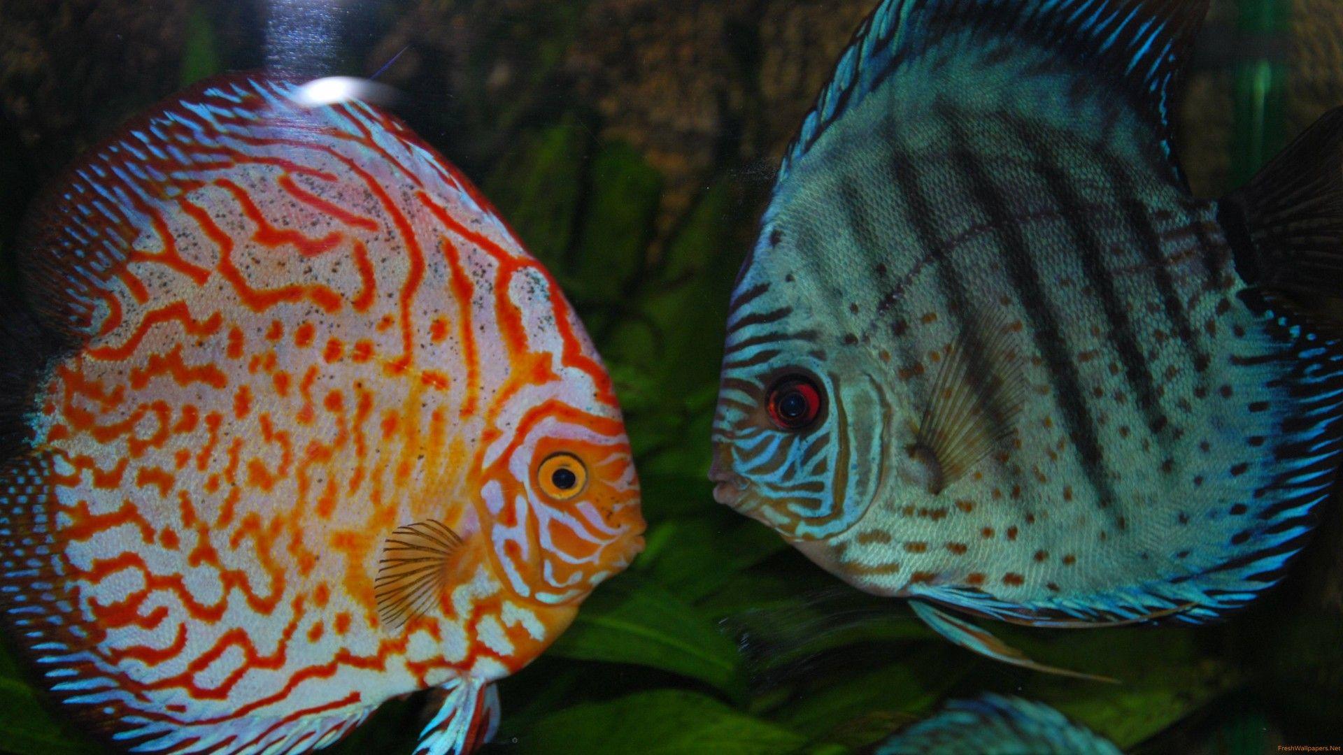 Discus Fish Wallpapers - Top Free Discus Fish Backgrounds - WallpaperAccess