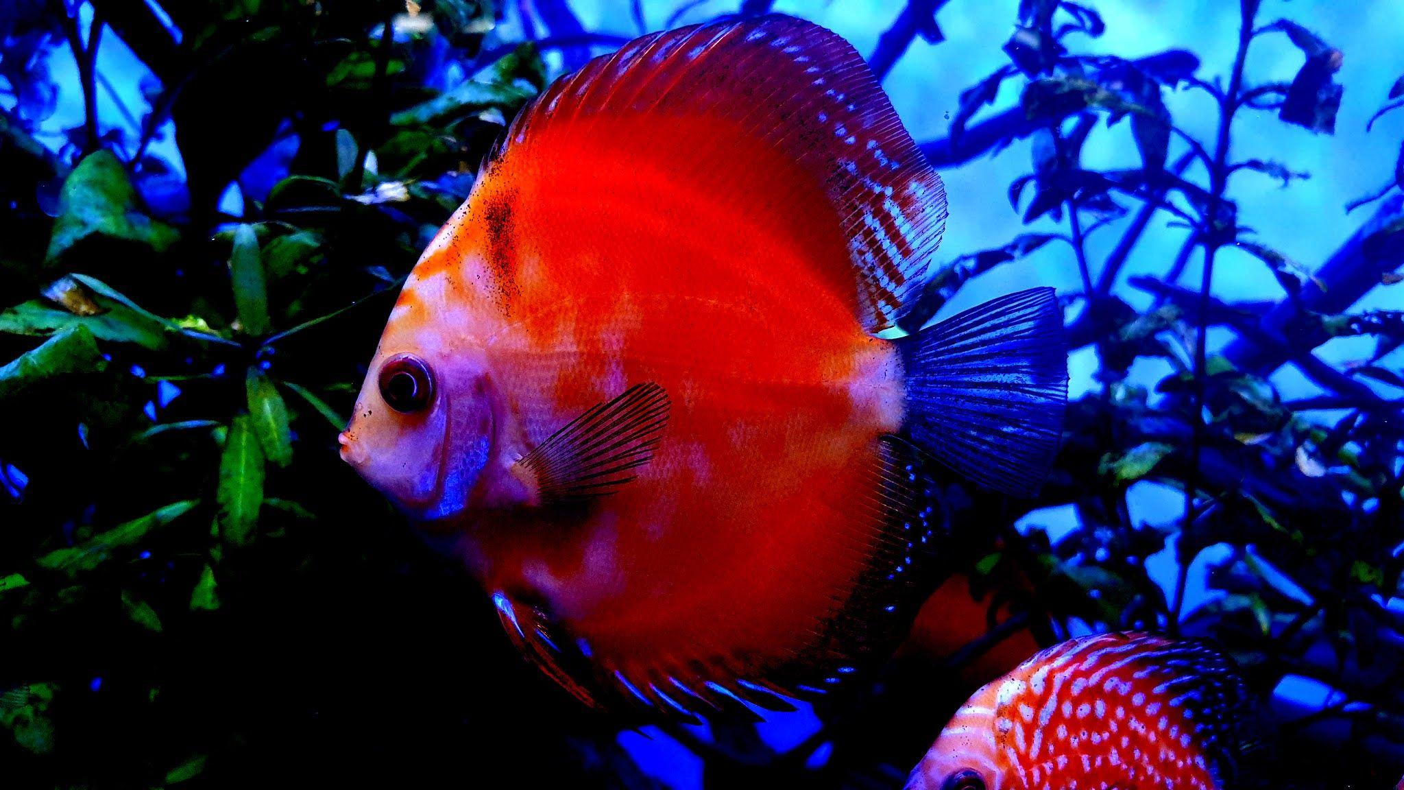Discus Fish Wallpapers - Top Free Discus Fish Backgrounds - WallpaperAccess