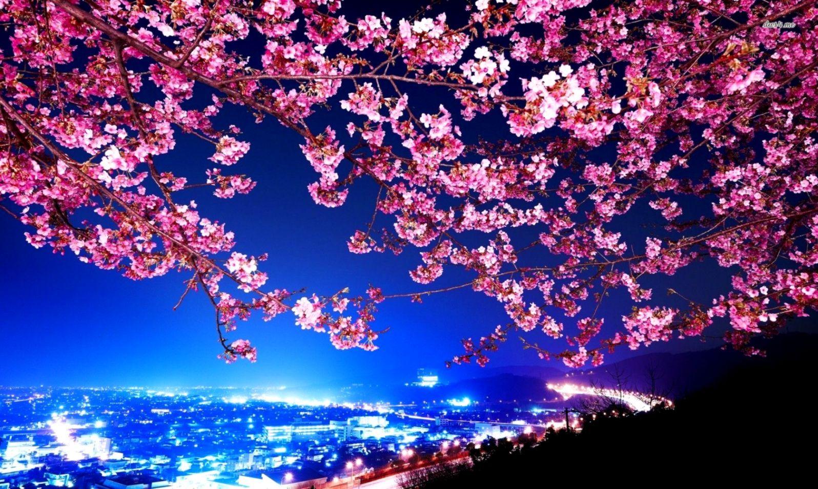 1596x955 Cherry Blossom Trees Wallpaper
